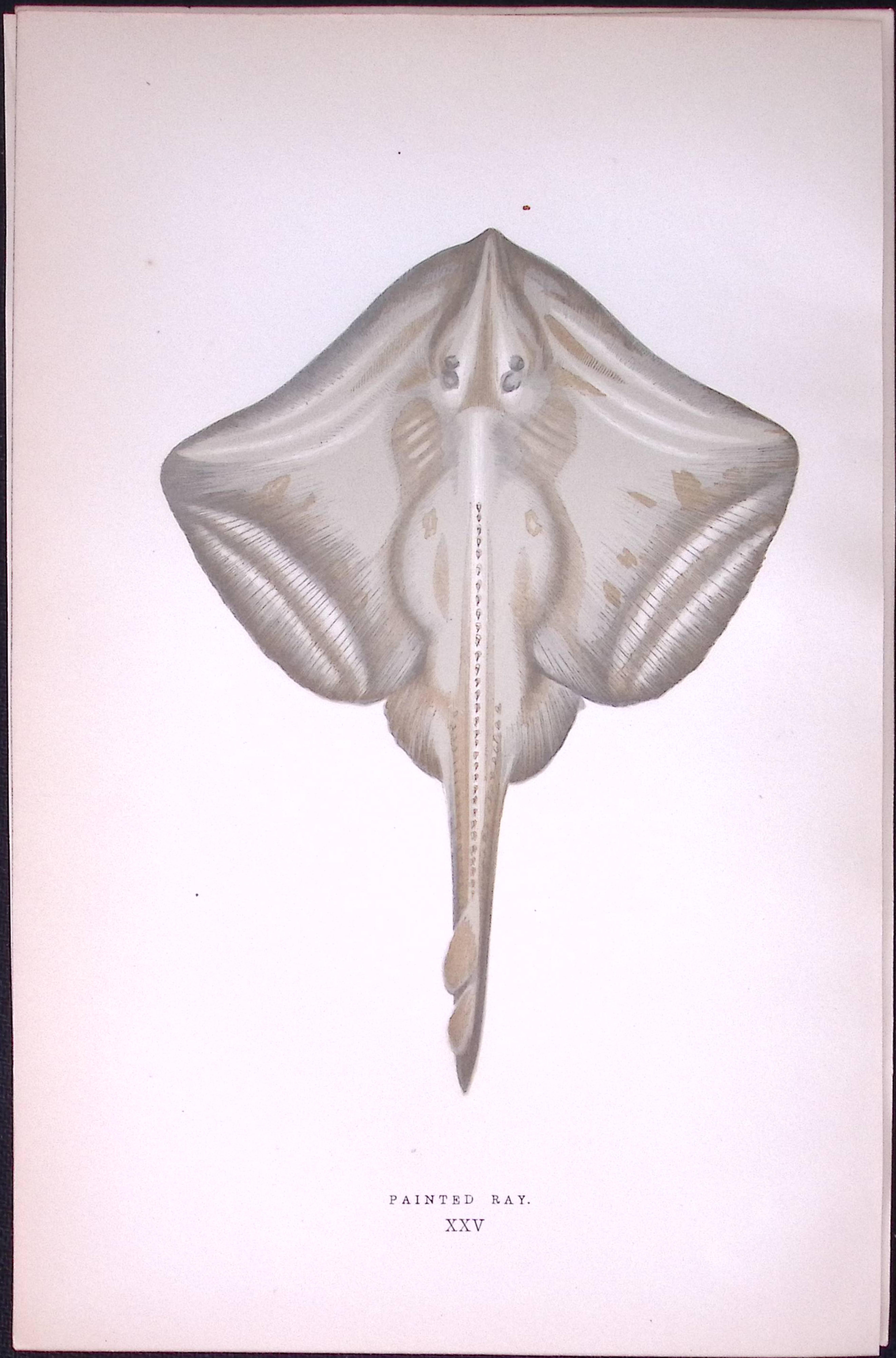 Painted Ray Fish Scarce Antique 1877 J. Couch Woodblock Engraving-104