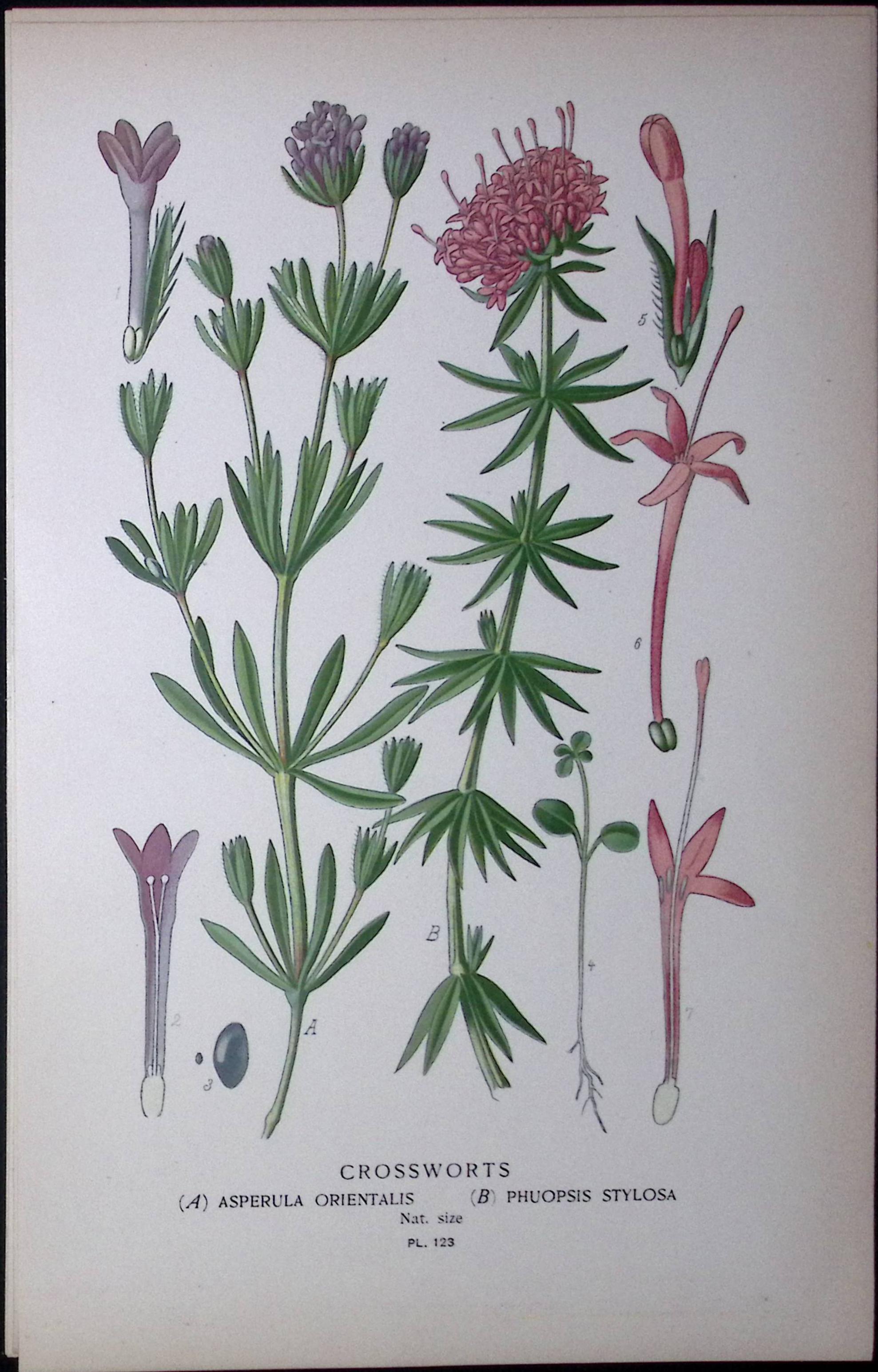 Crossworts Edward Step Rare Antique Botanical Book Plate-123