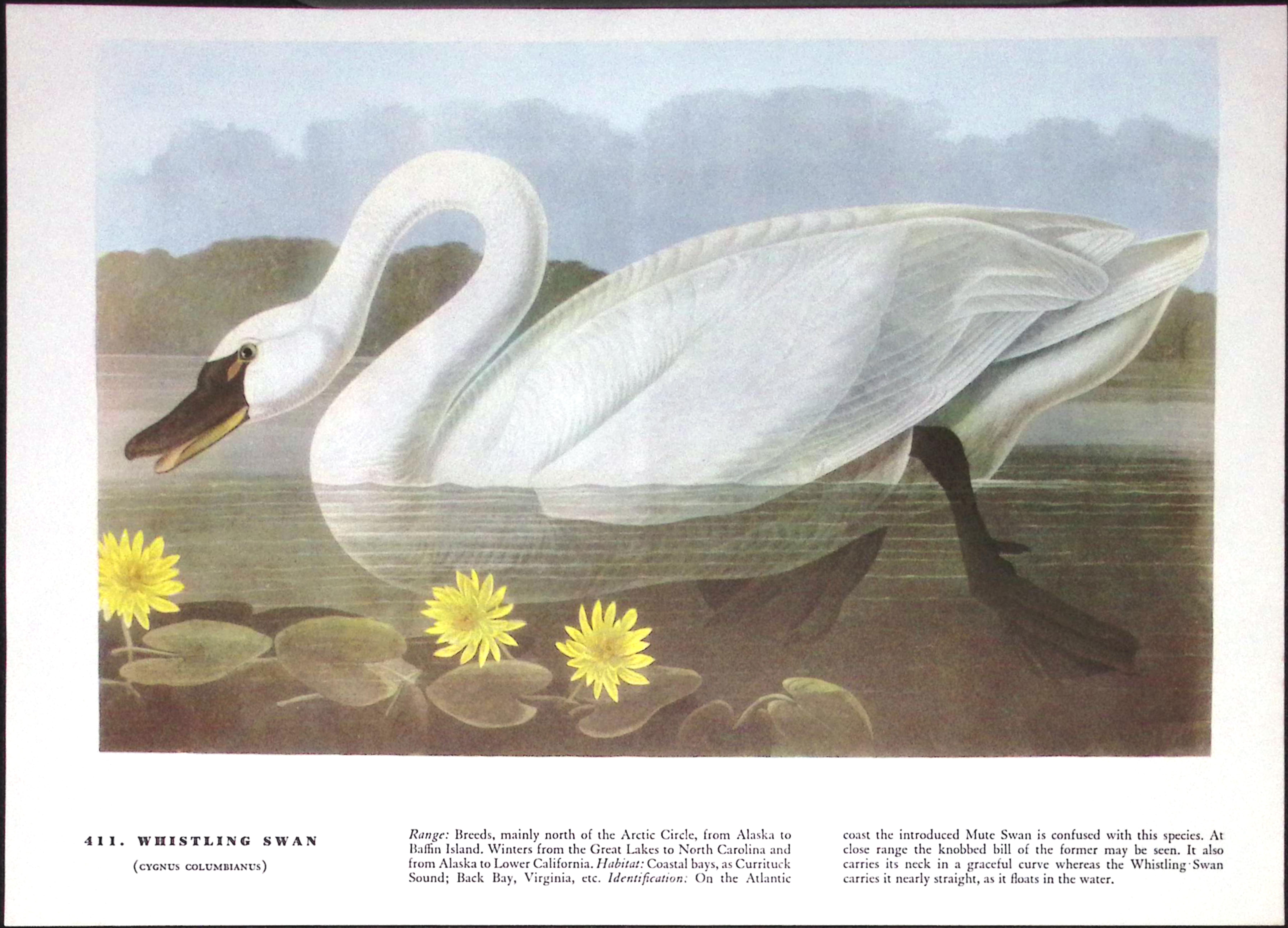 Job-Lot John James Audubon Birds of America 72-Year-Old Coloured Book Plates-25