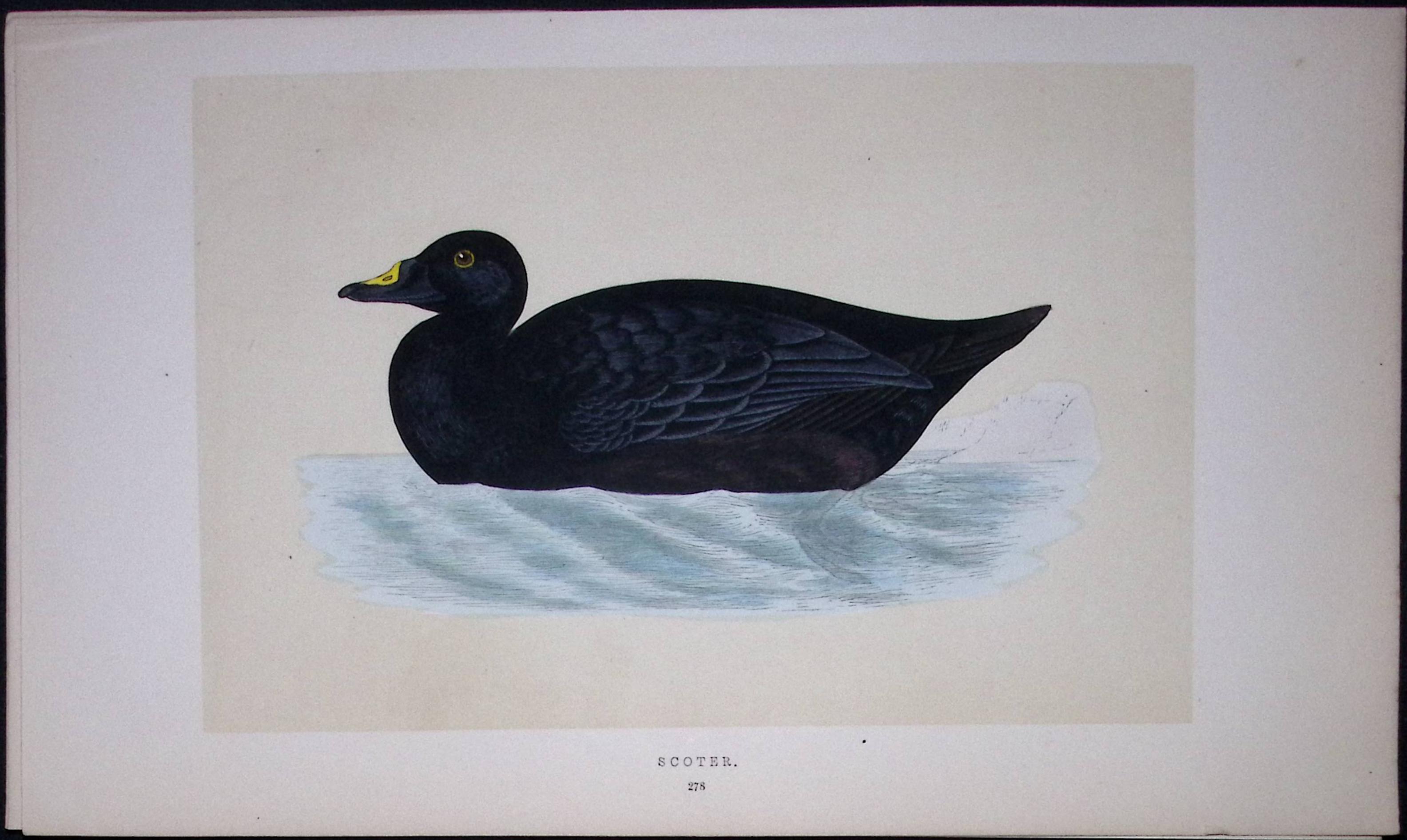Scoter Bird- Rev Morris First Edition Antique Woodblock Engraving-97