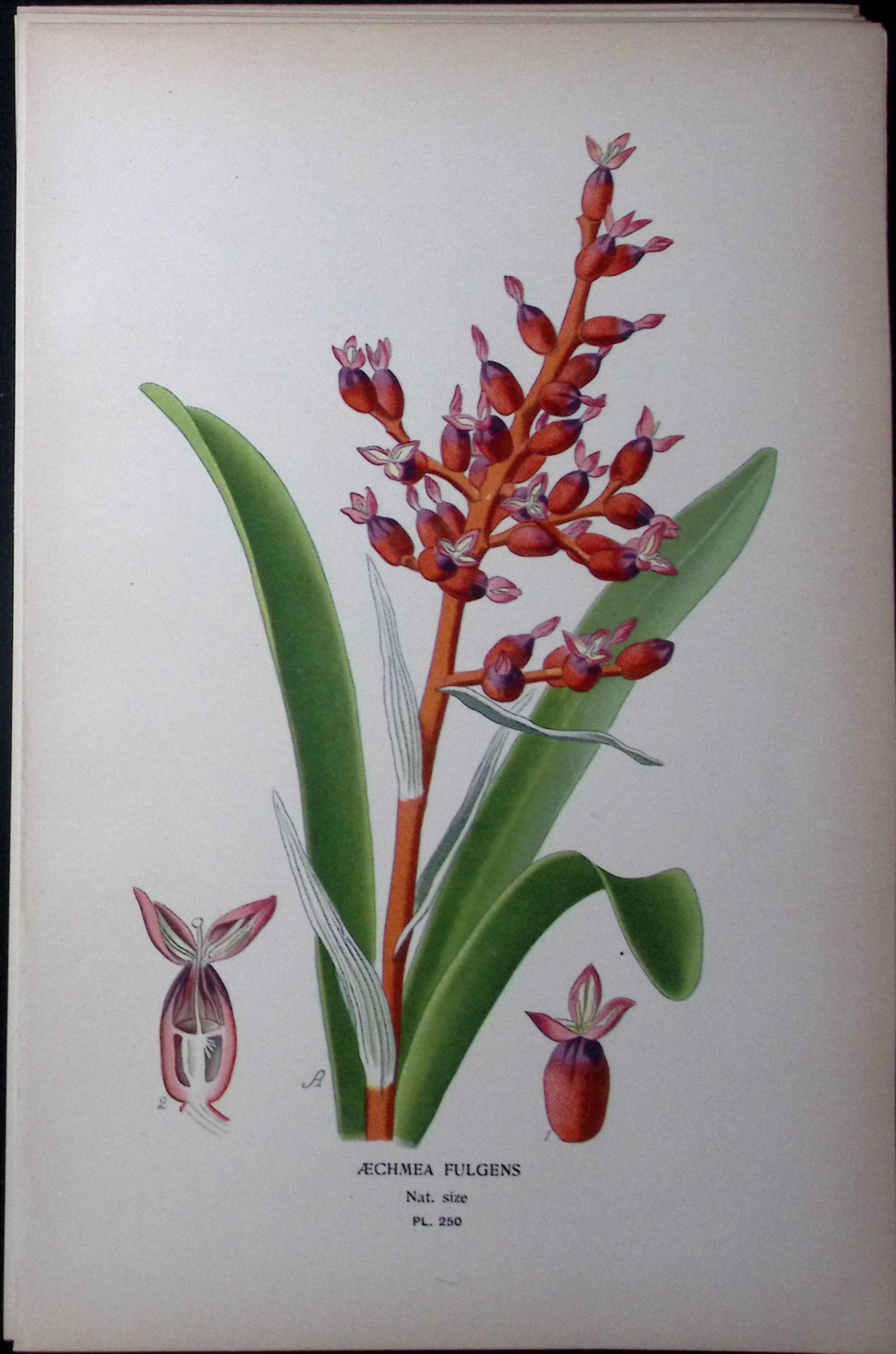 Two-Coloured Coralberry Edward Step Rare Antique Botanical Book Plate-250