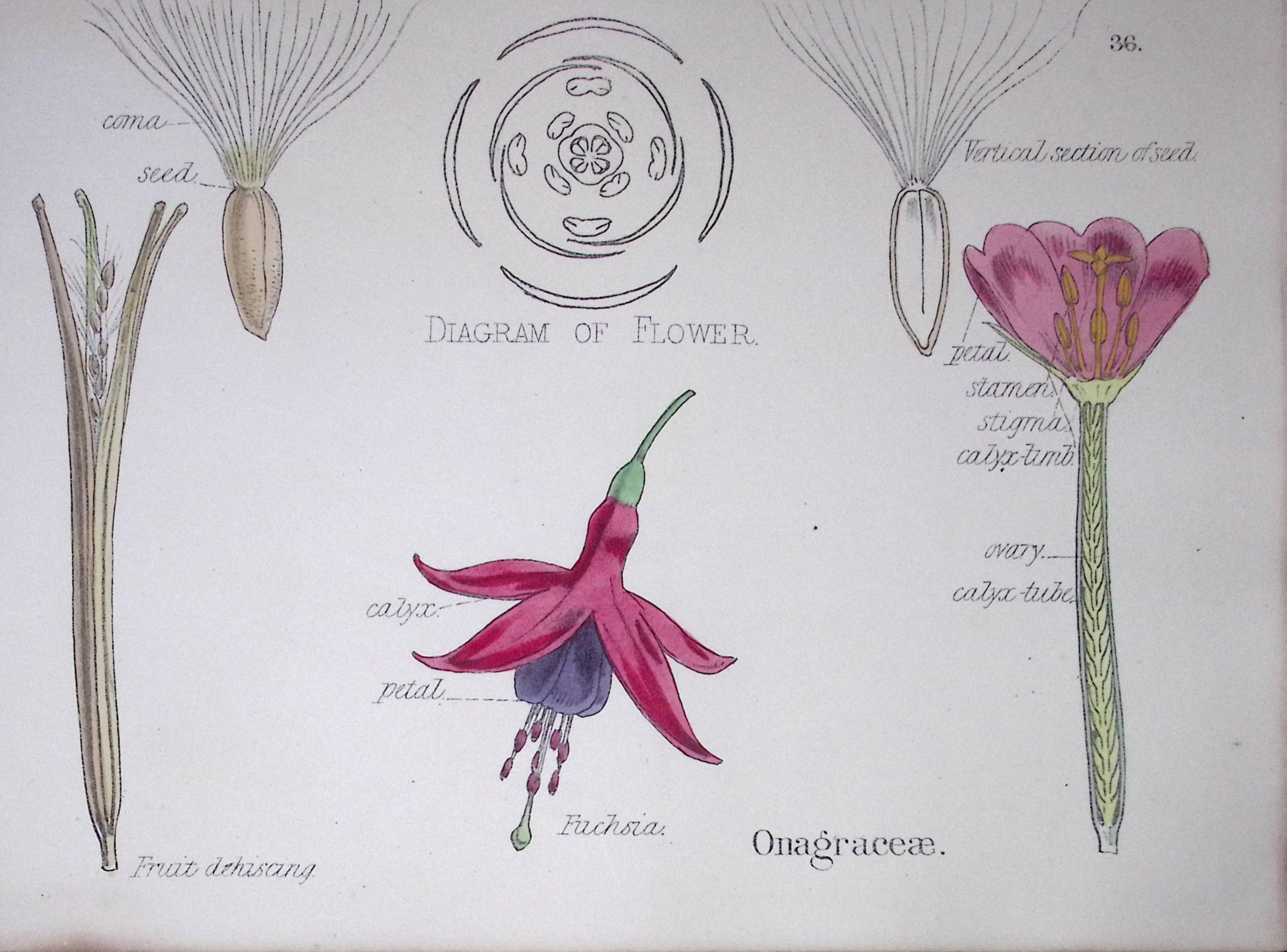 Evening Primroses Botanical Flower Diagram Rare Antique First Edition Illustration-36