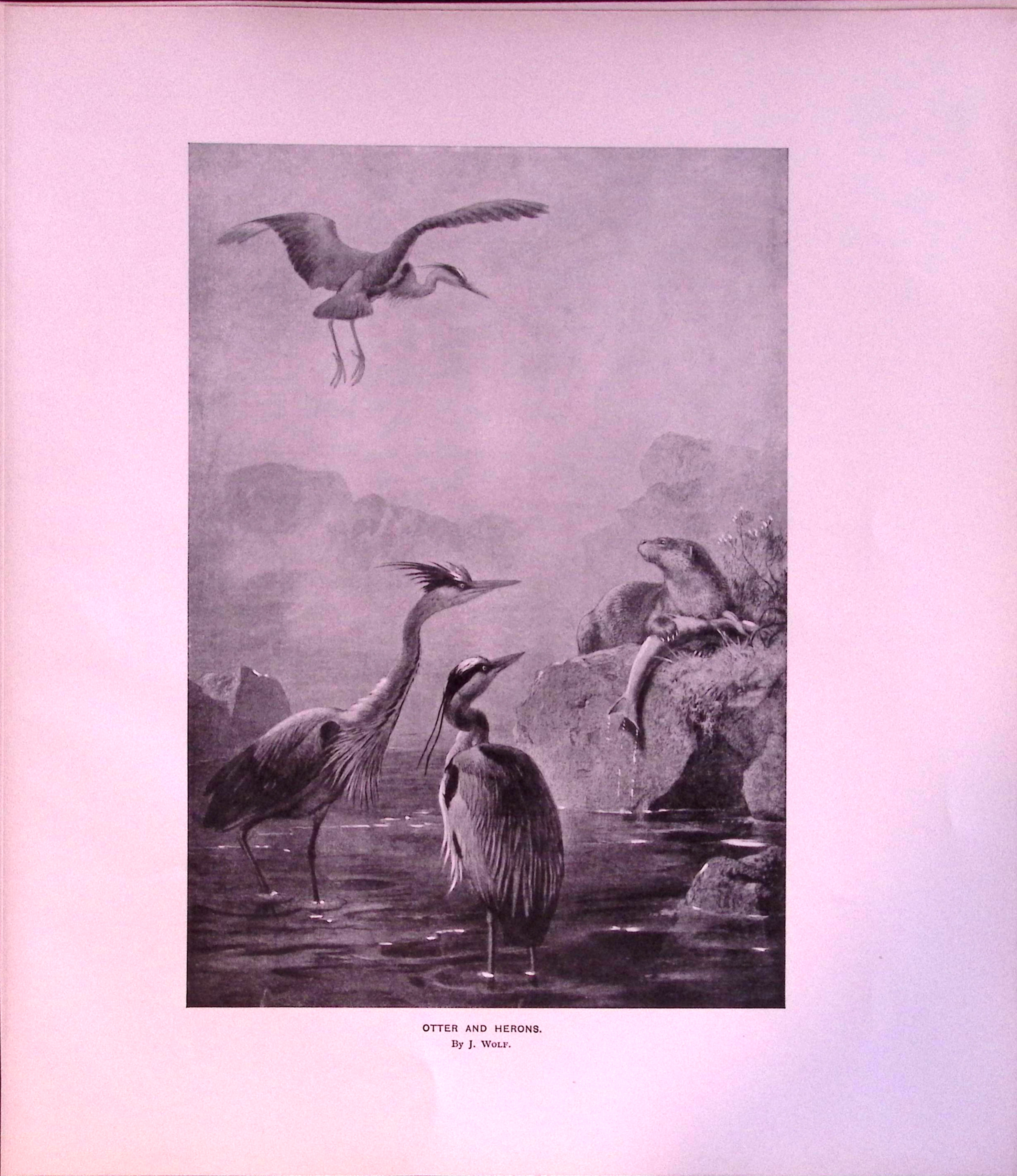 Job-Lot J.G. Millais Rare Limited-Edition Eagle ,Herons Otter, Walrus, Antique Prints-28