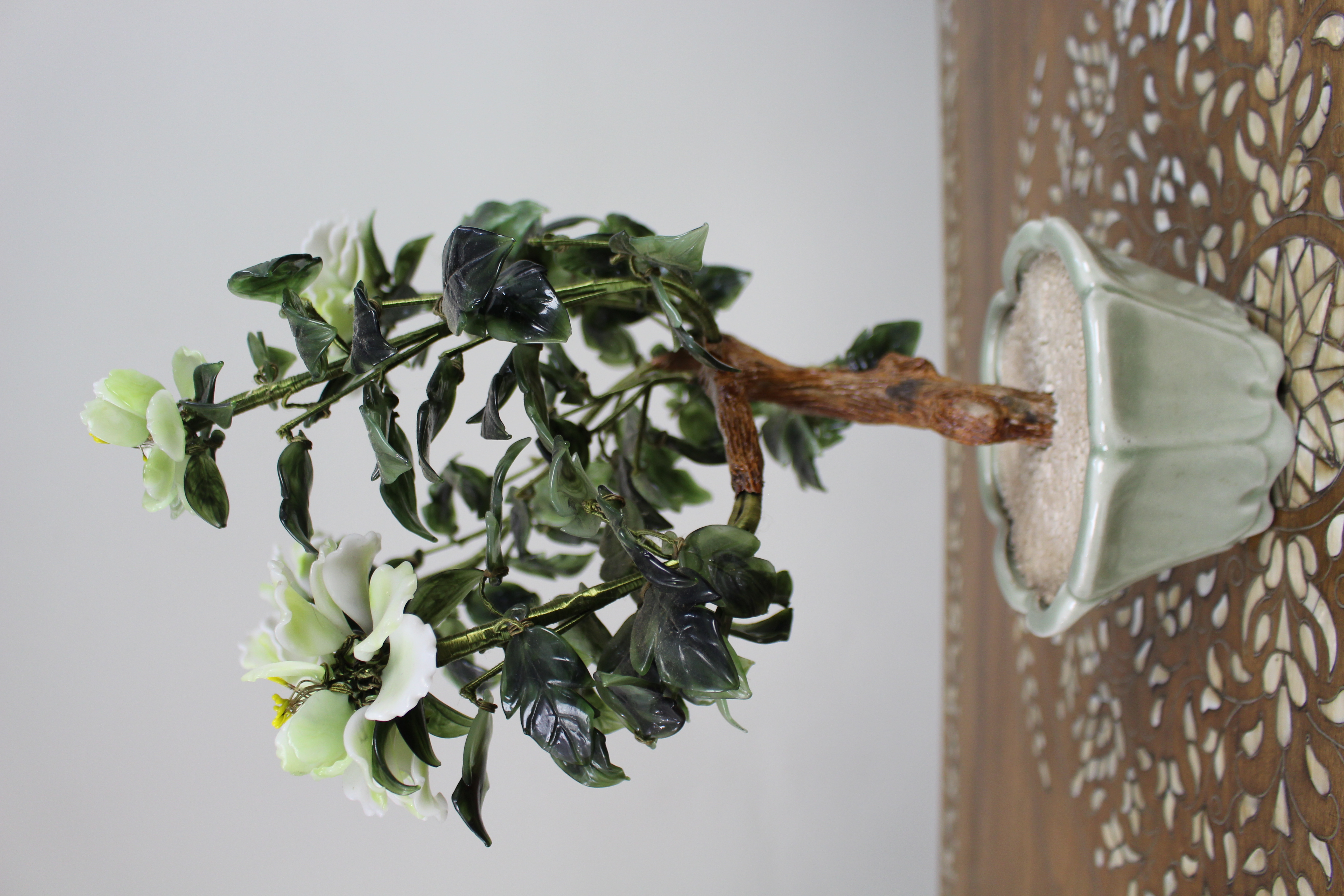 Jade Bonsai Plant