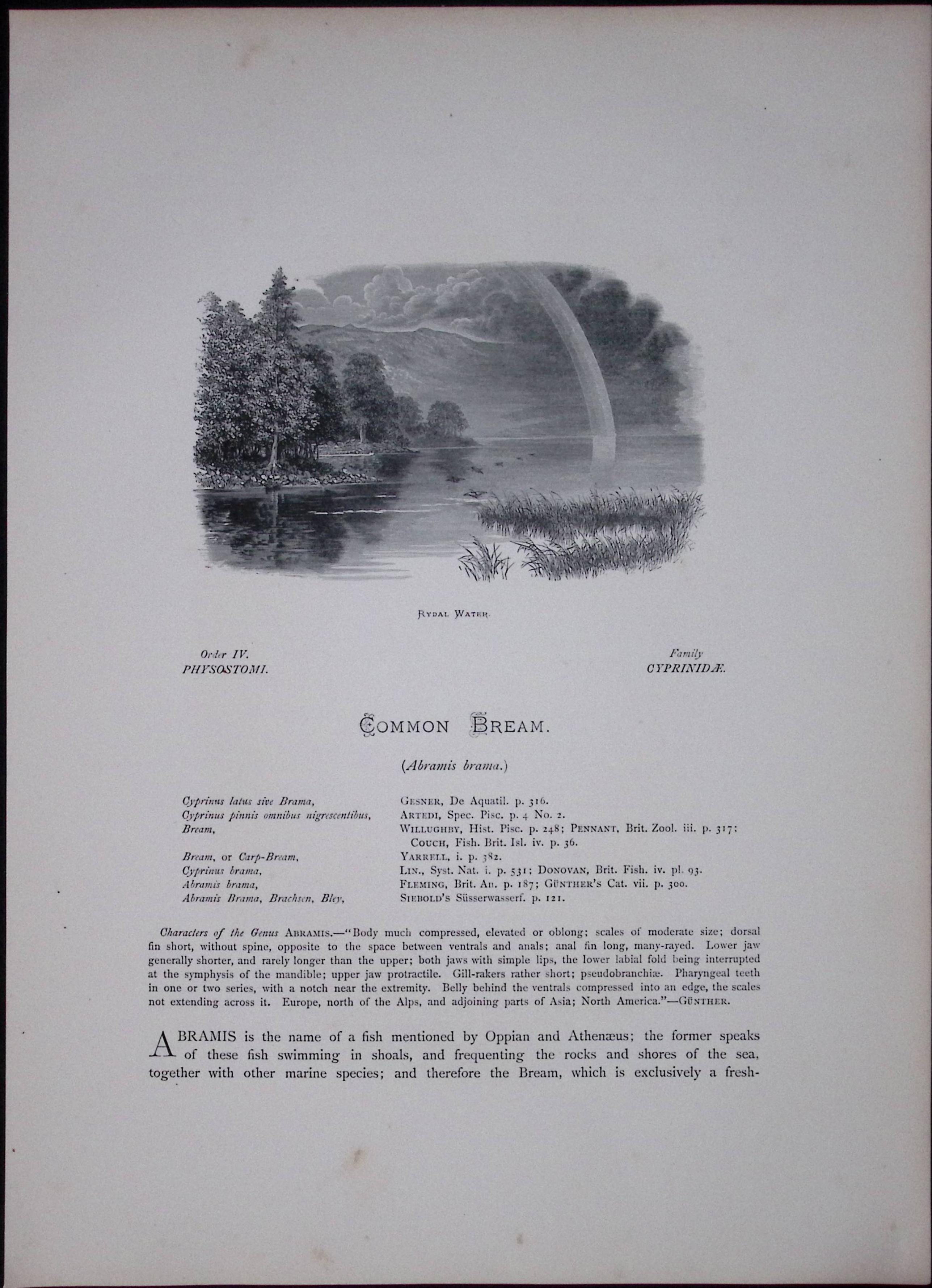 Common Bream Rev Houghton British Freshwater Fish 1879 Scarce Engraving-28