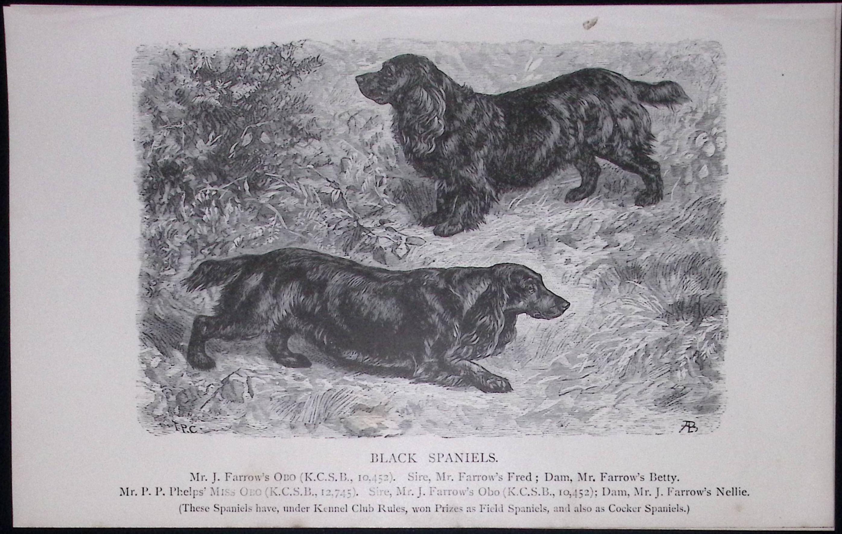 Black Spaniel British Dogs by Hugh Dalziel 1889 Antique Book Plate-33