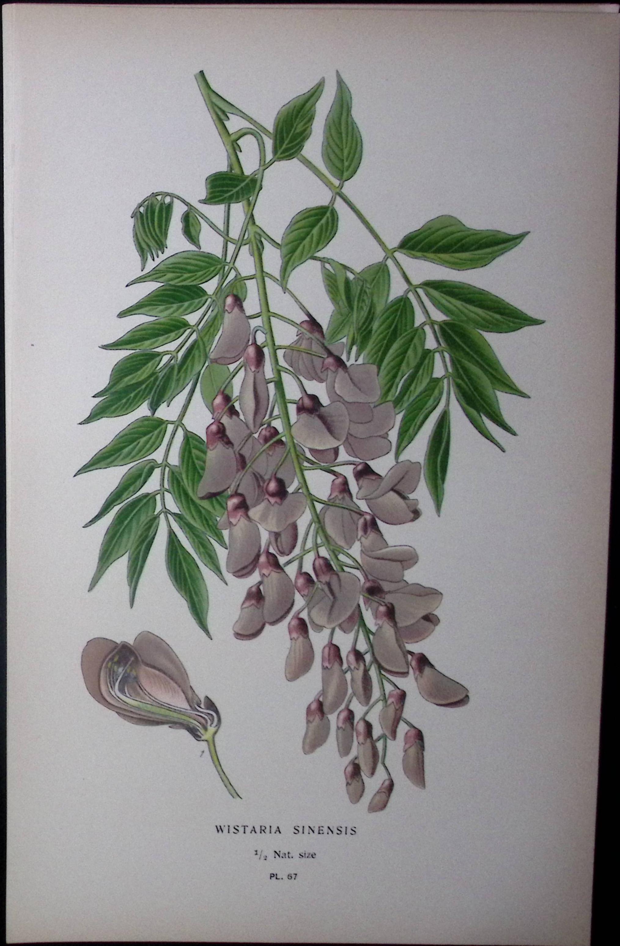 Wistaria Sinensis Edward Step Rare Antique Botanical Book Plate-67