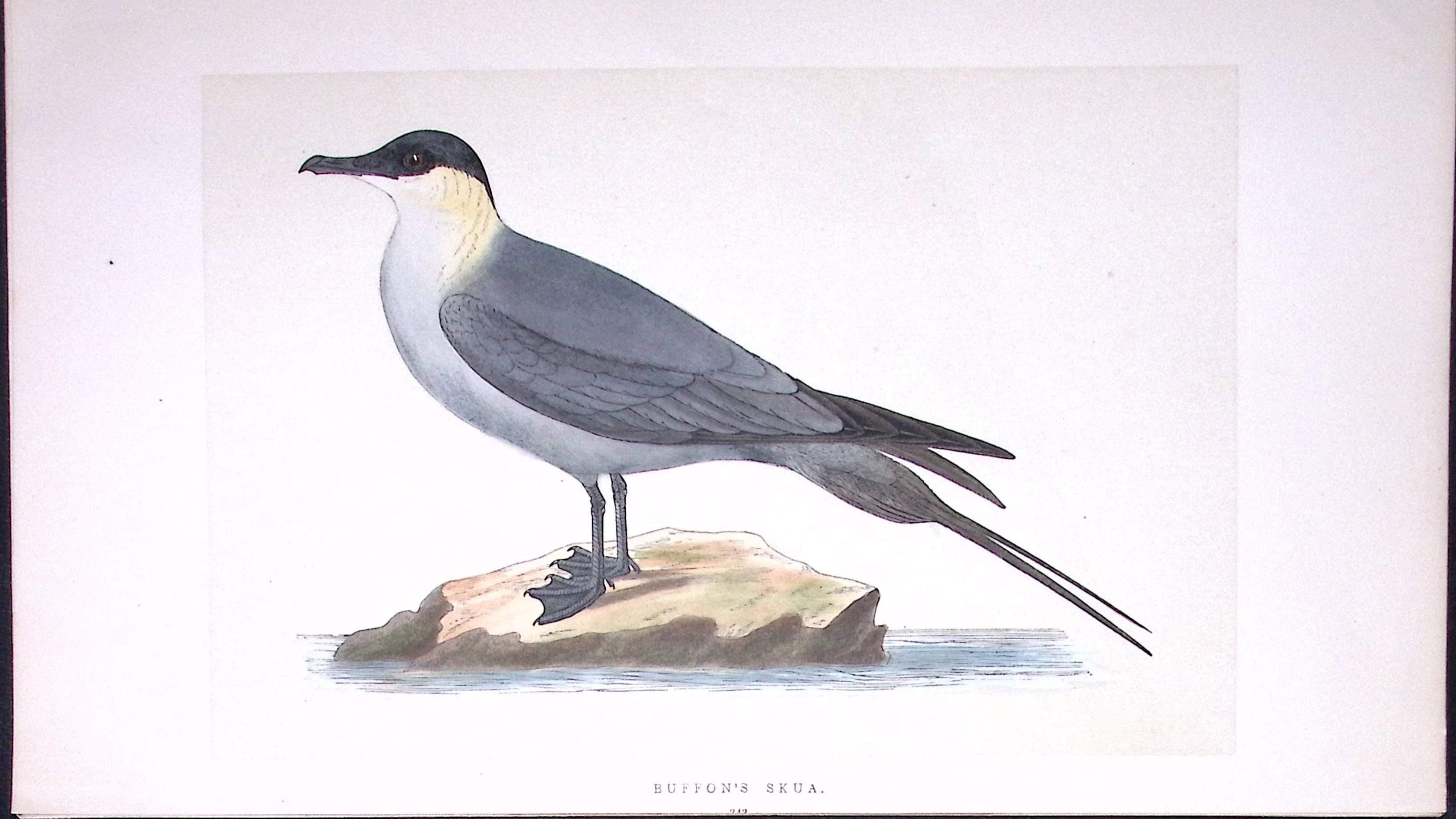 uffon’s Skua Bird- Rev Morris First Edition Antique Woodblock Engraving-216
