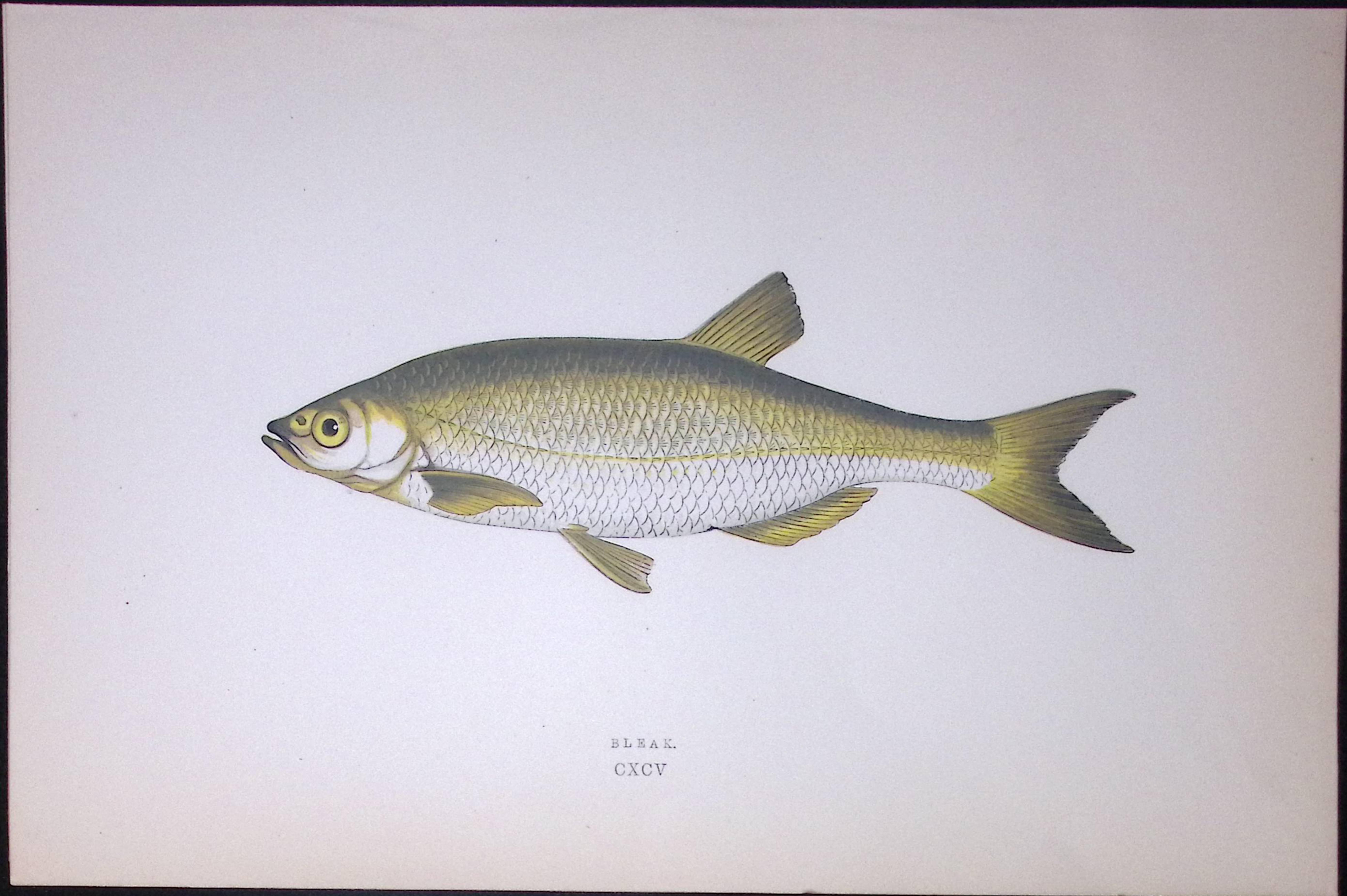 Bleak Fish Scarce Antique 1877 J. Couch Woodblock Engraving-132