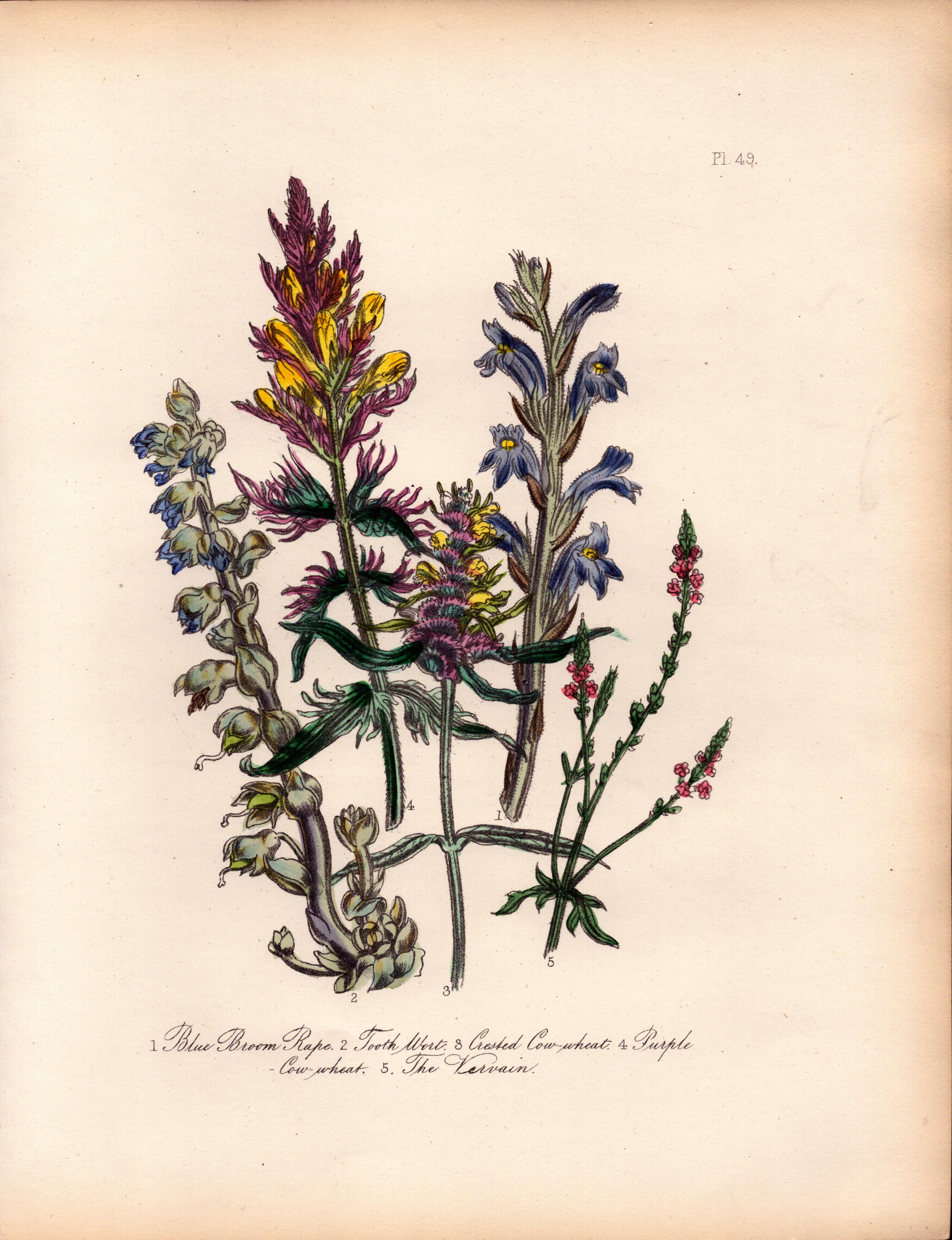 Rare 165-Yr-Old Antique Wildflower Gilt-Edged Illustration Jane Webb Loudon-49.