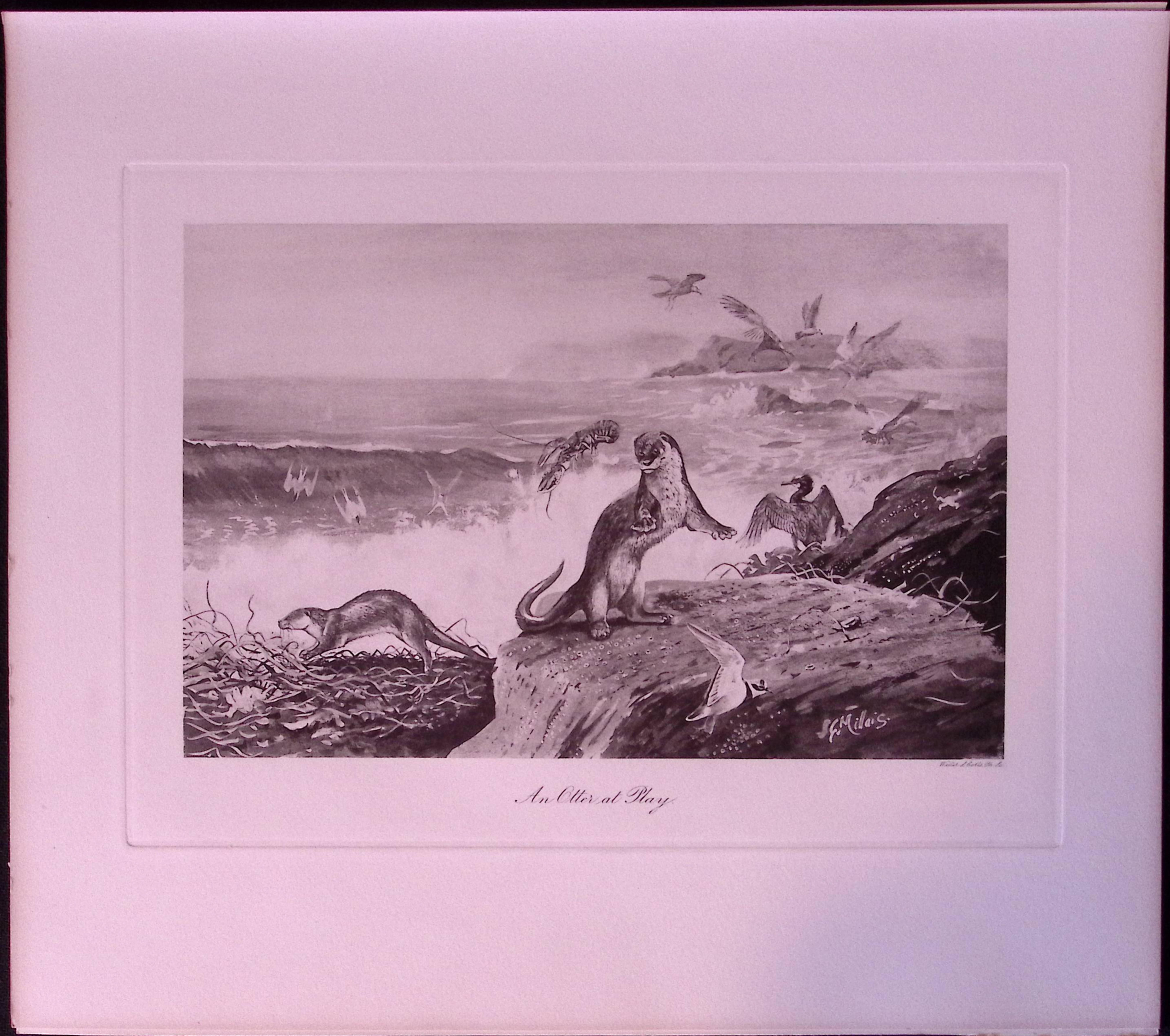 Job-Lot J.G. Millais Rare Limited-Edition Eagle ,Herons Otter, Walrus, Antique Prints-28