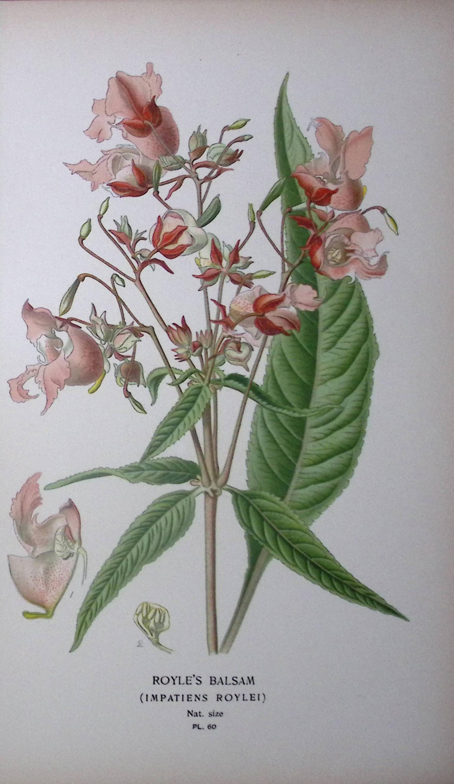 Royle’s Balsam  Edward Step Rare Antique Botanical Book Plate-60
