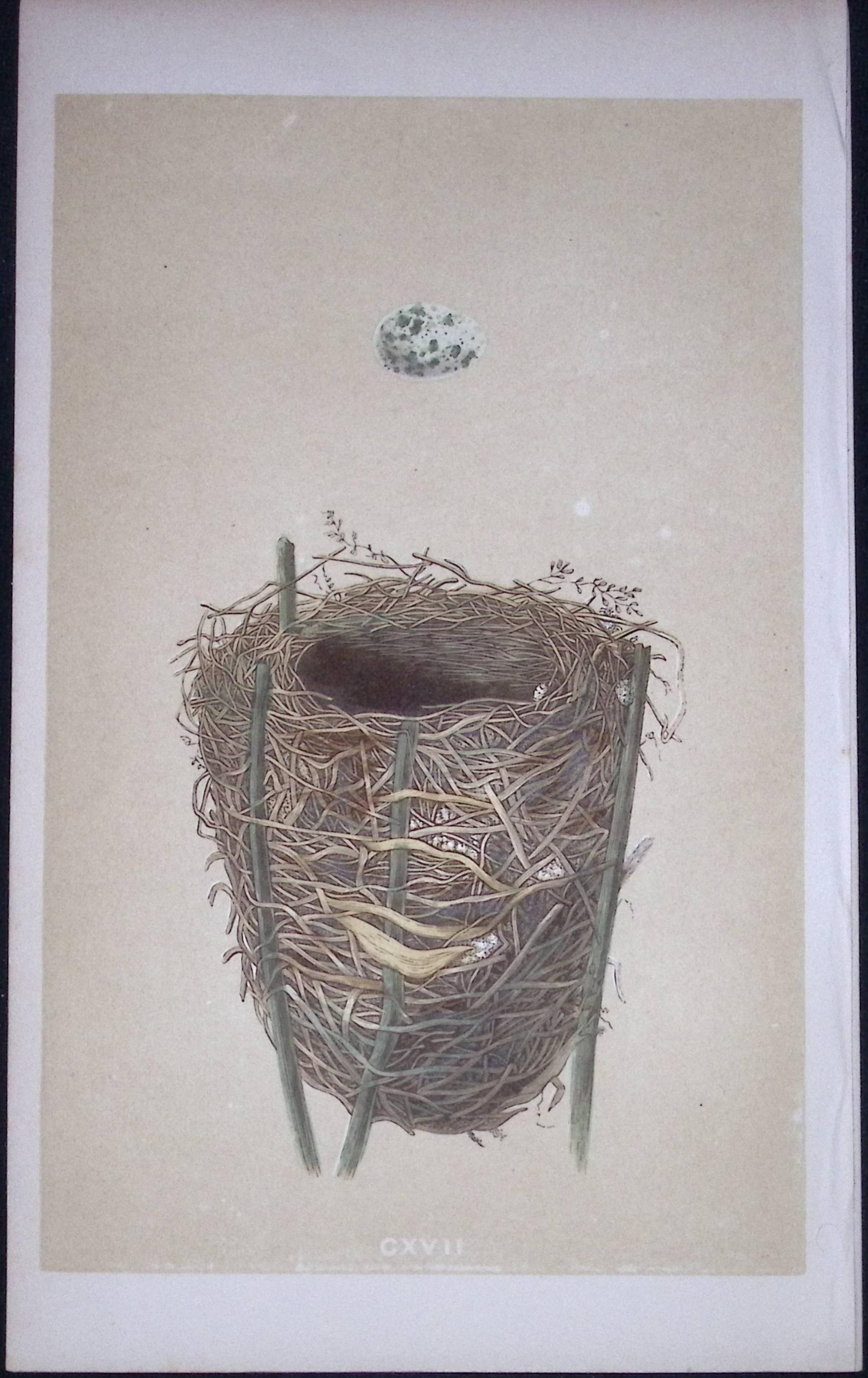 Rev Morris Reed Warbler Bird Nest & Egg Antique Woodblock Engraving-70