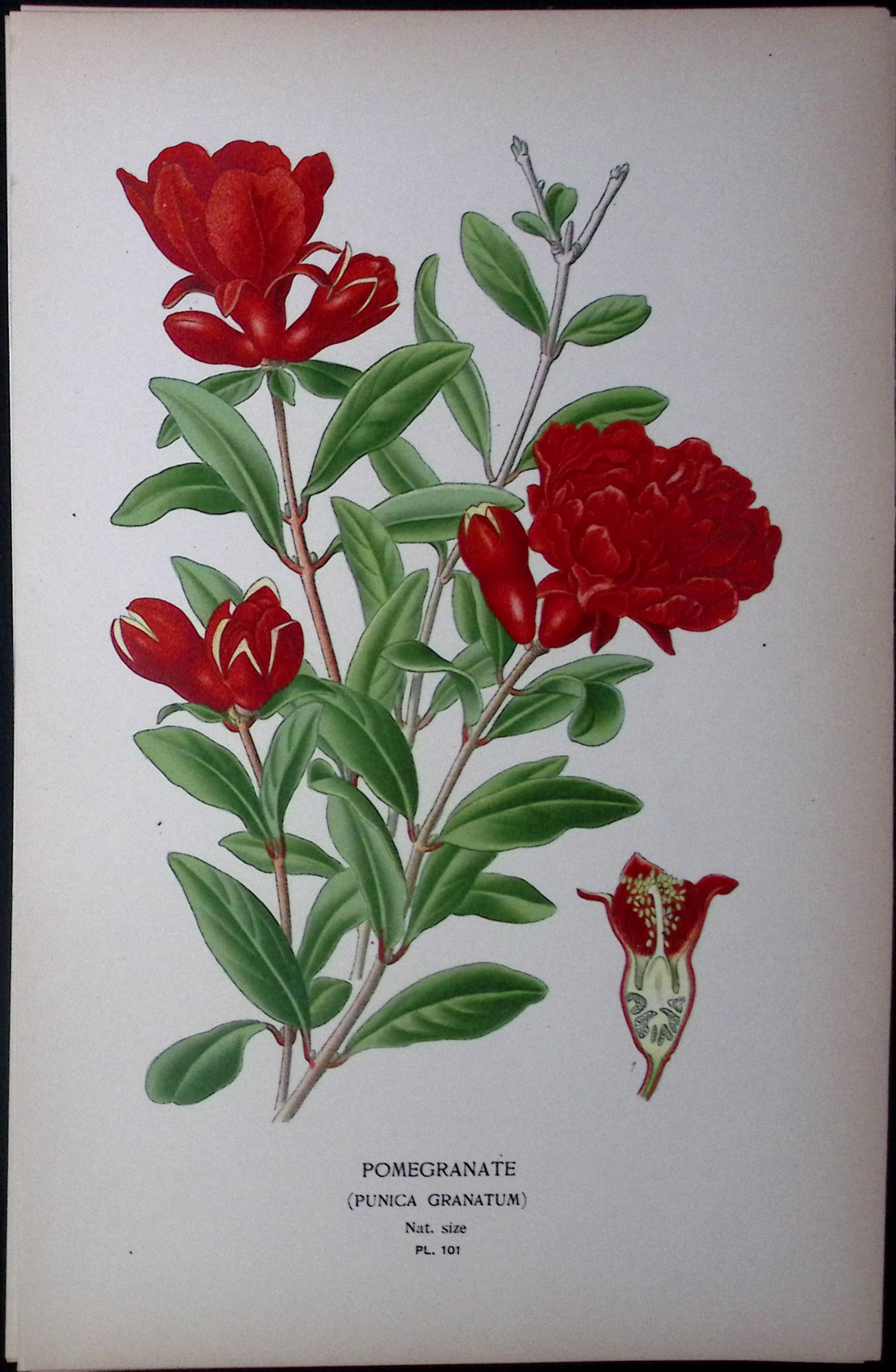 Pomegranate Edward Step Rare Antique Botanical Book Plate-101