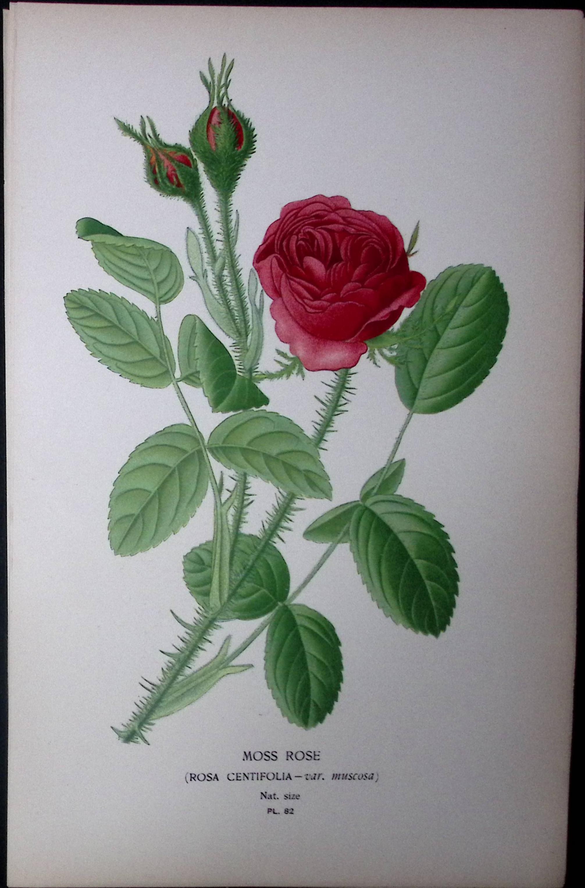 Moss Rose Edward Step Rare Antique Botanical Book Plate-82
