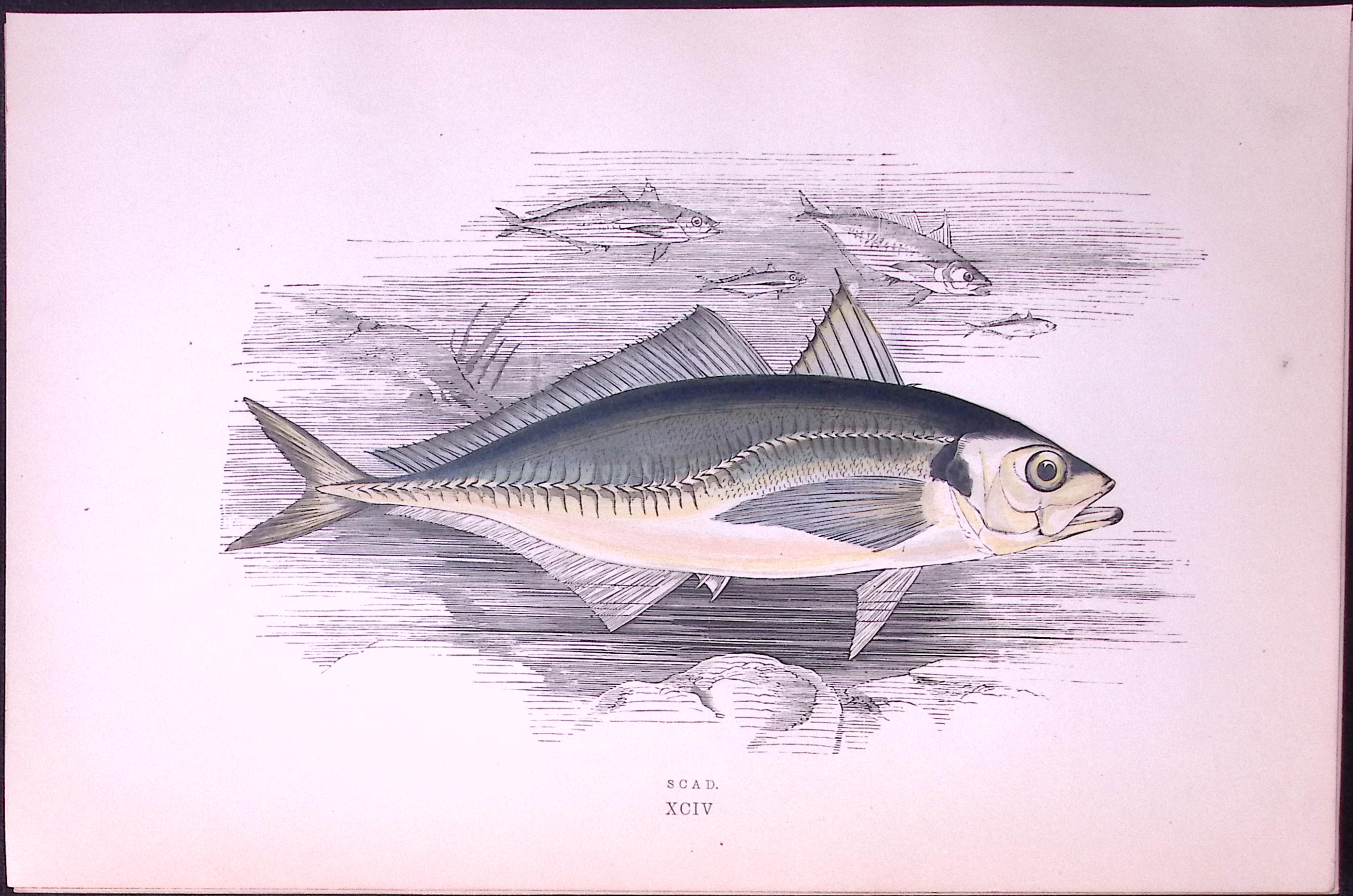 Scad Fish Scarce  Antique 1877 J. Couch Woodblock Engraving-217