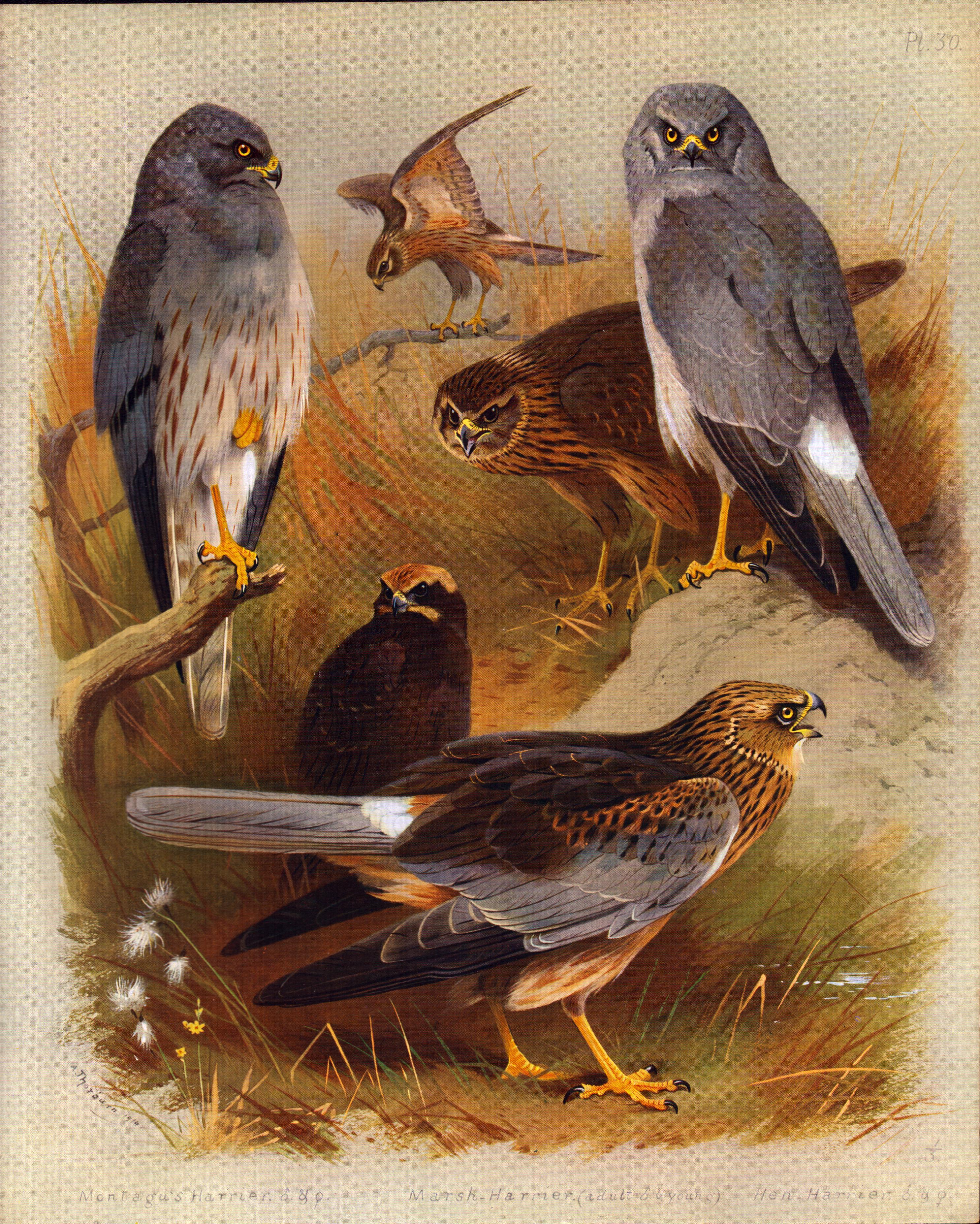 Thorburn Antique Large Bird lithograph The Harriers Marsh, Hen, Montagu's-30.