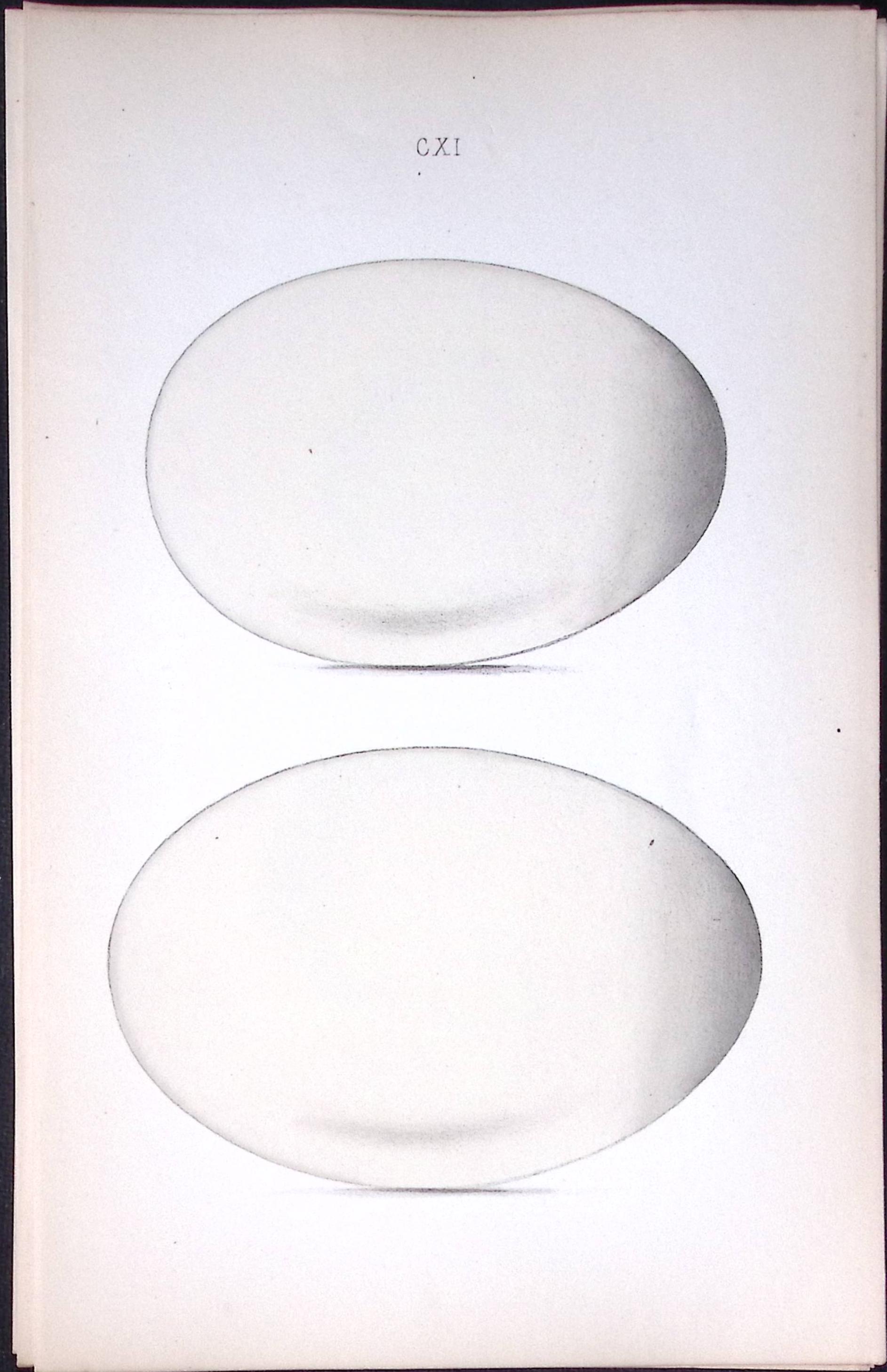 Berwick Swan -William Hewitson Antique Nests & Eggs of British Birds Print-39