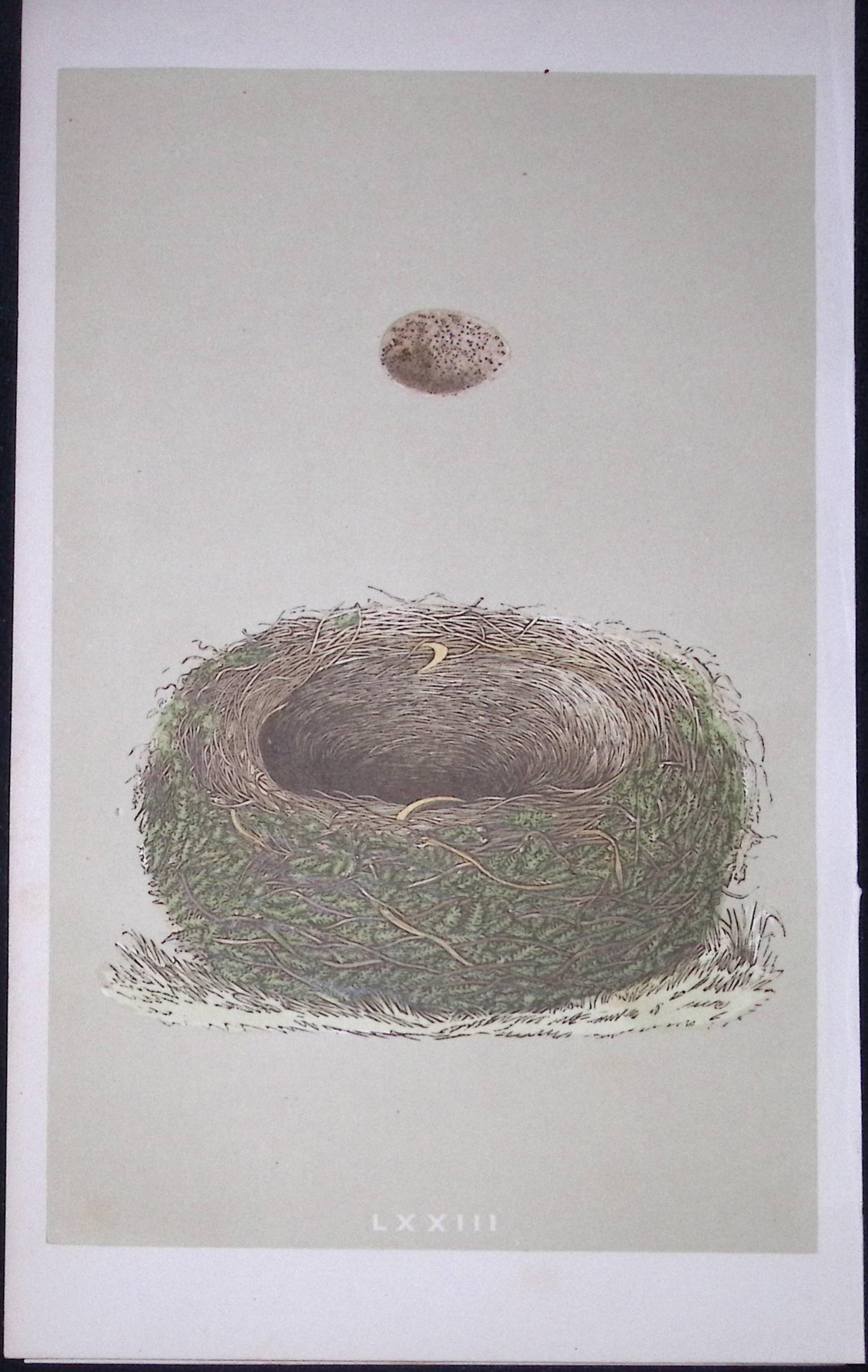 Rev Morris Wood Lark Bird Nest & Egg Antique Woodblock Engraving-20