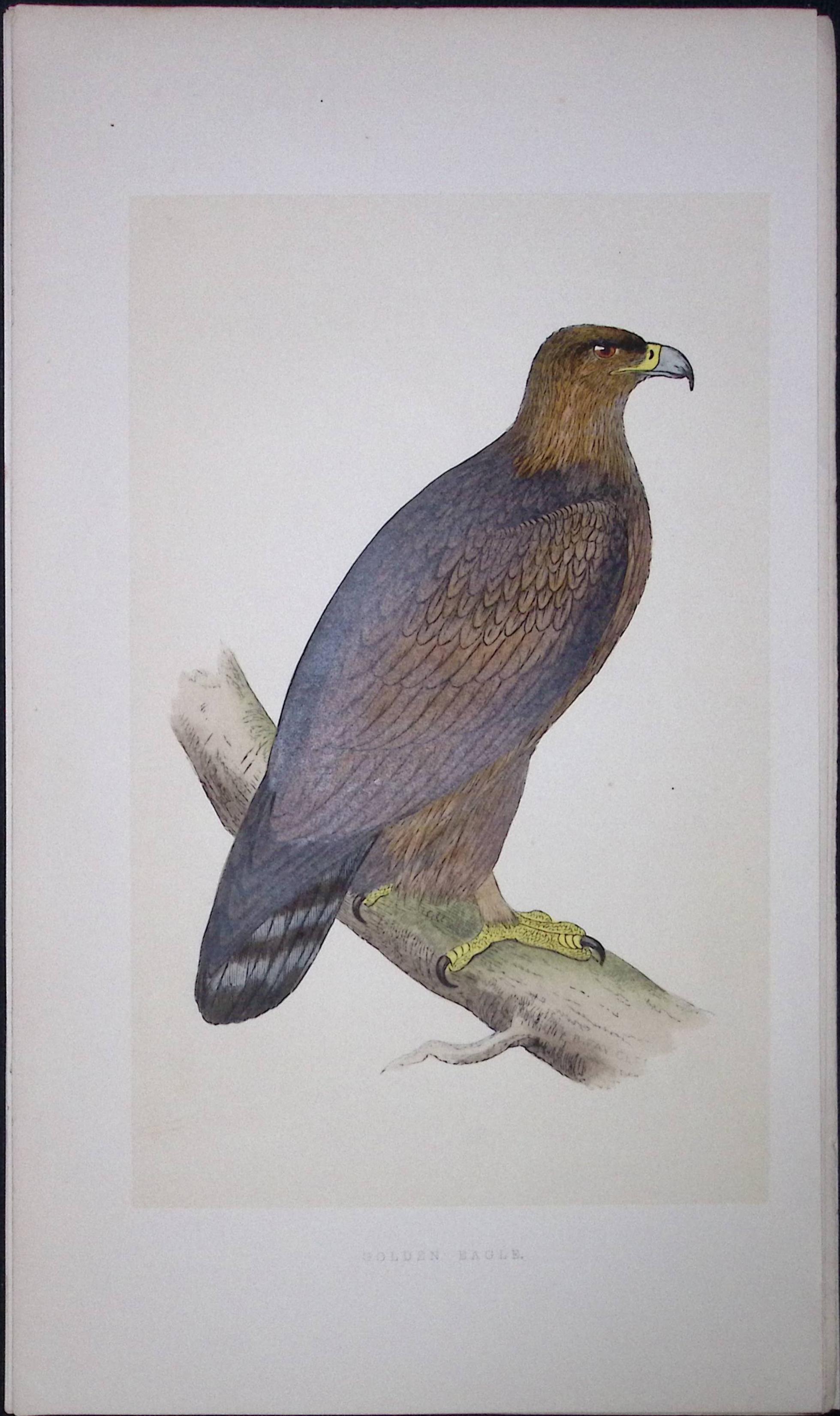 Golden Eagle Rev Morris First Edition Antique Woodblock Engraving-4