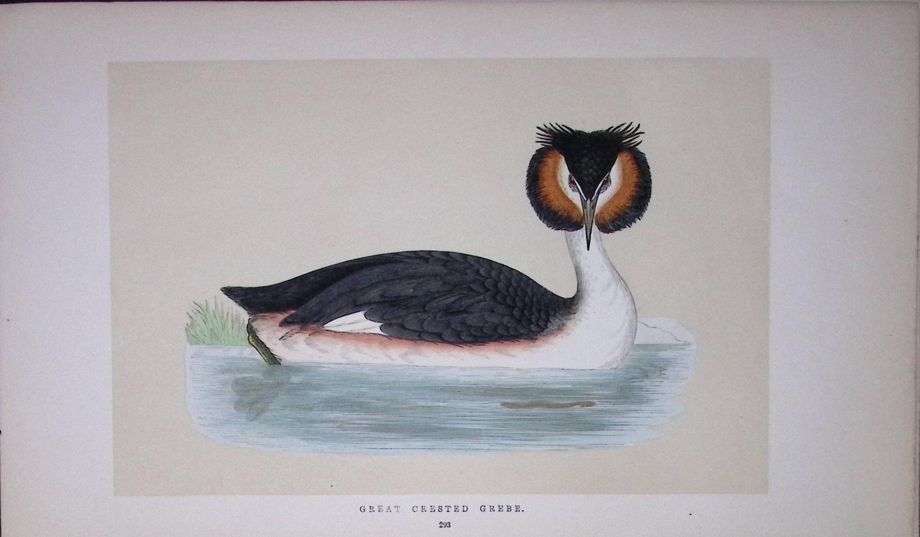Great Crested Grebe Bird- Rev Morris First Edition Antique Woodblock Engraving-103
