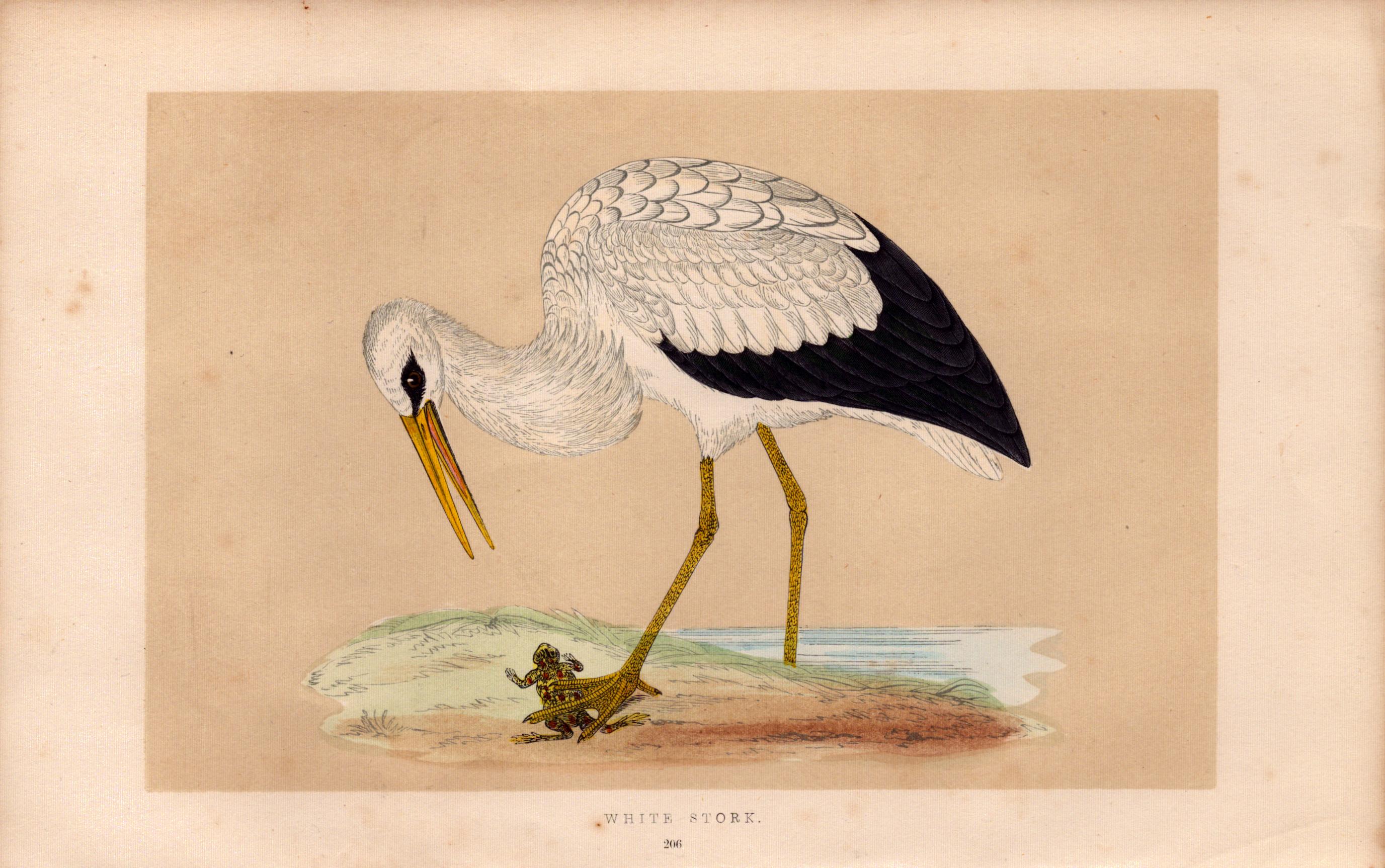 White Stork  Rev Morris Antique History of British Birds Engraving.