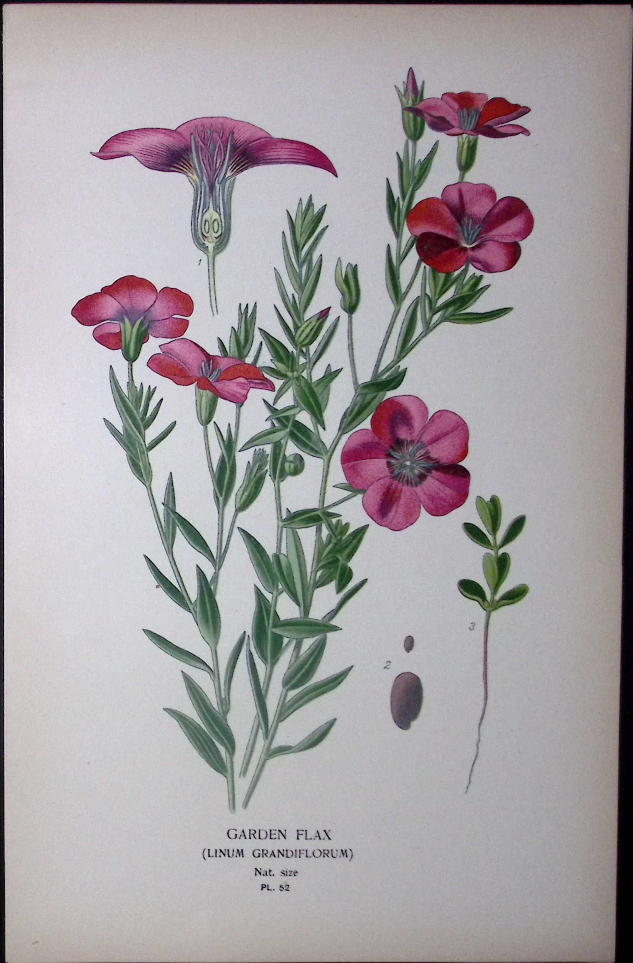 Garden Flax Edward Step Rare Antique Botanical Book Plate-52