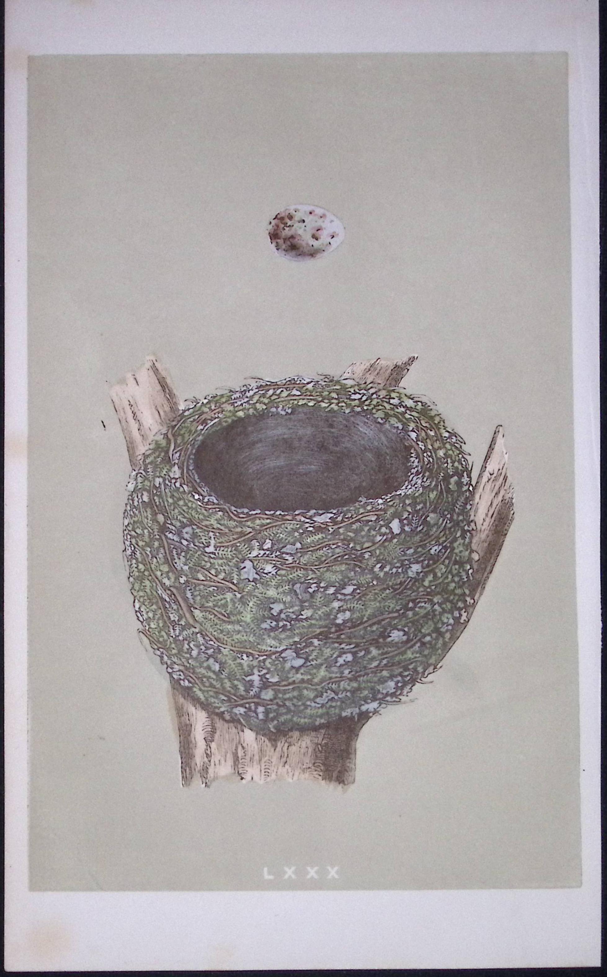 Rev Morris Chaffinch Bird Nest & Egg Antique Woodblock Engraving-24