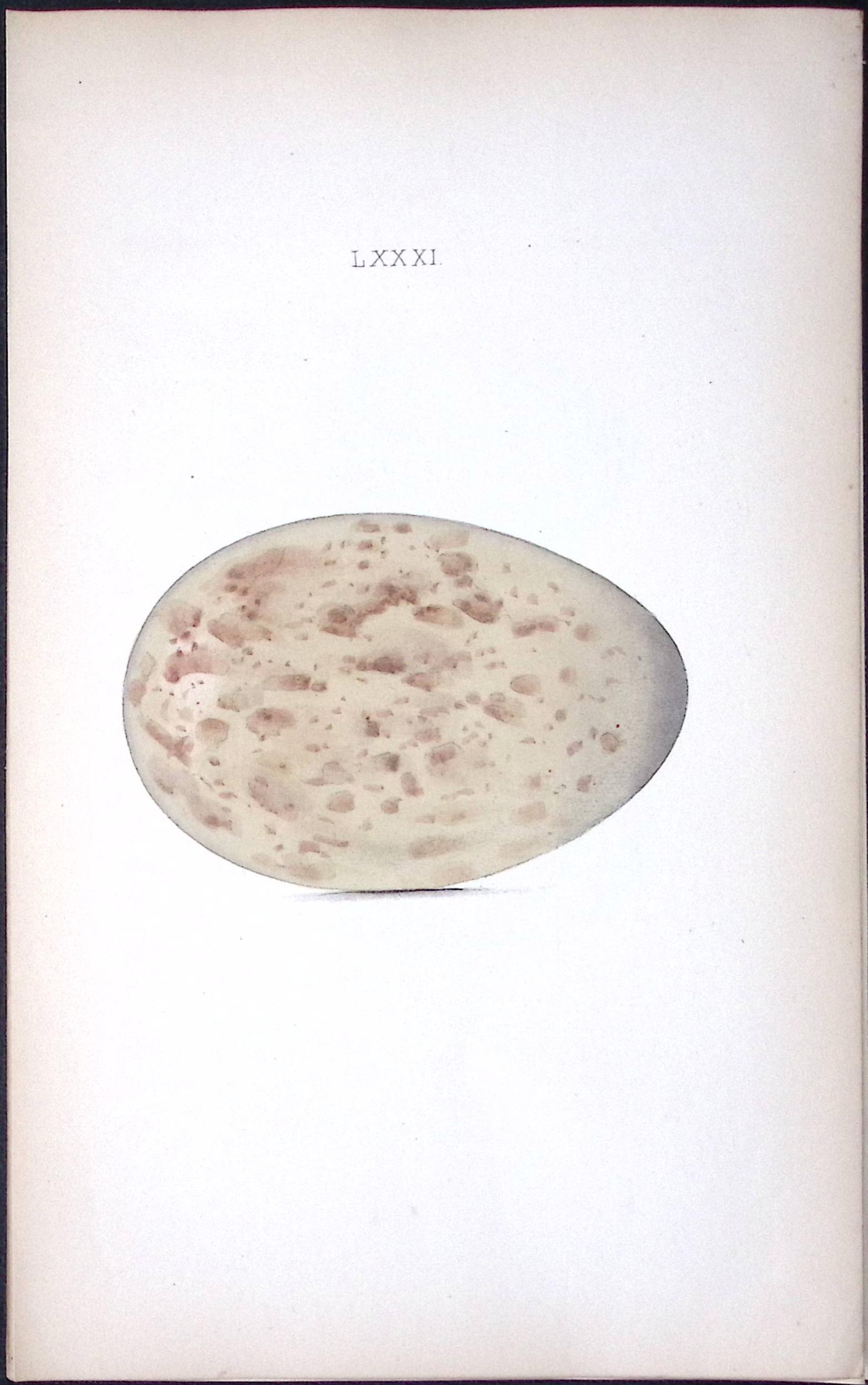 Crane -William Hewitson Antique Nests & Eggs of British Birds Print-79