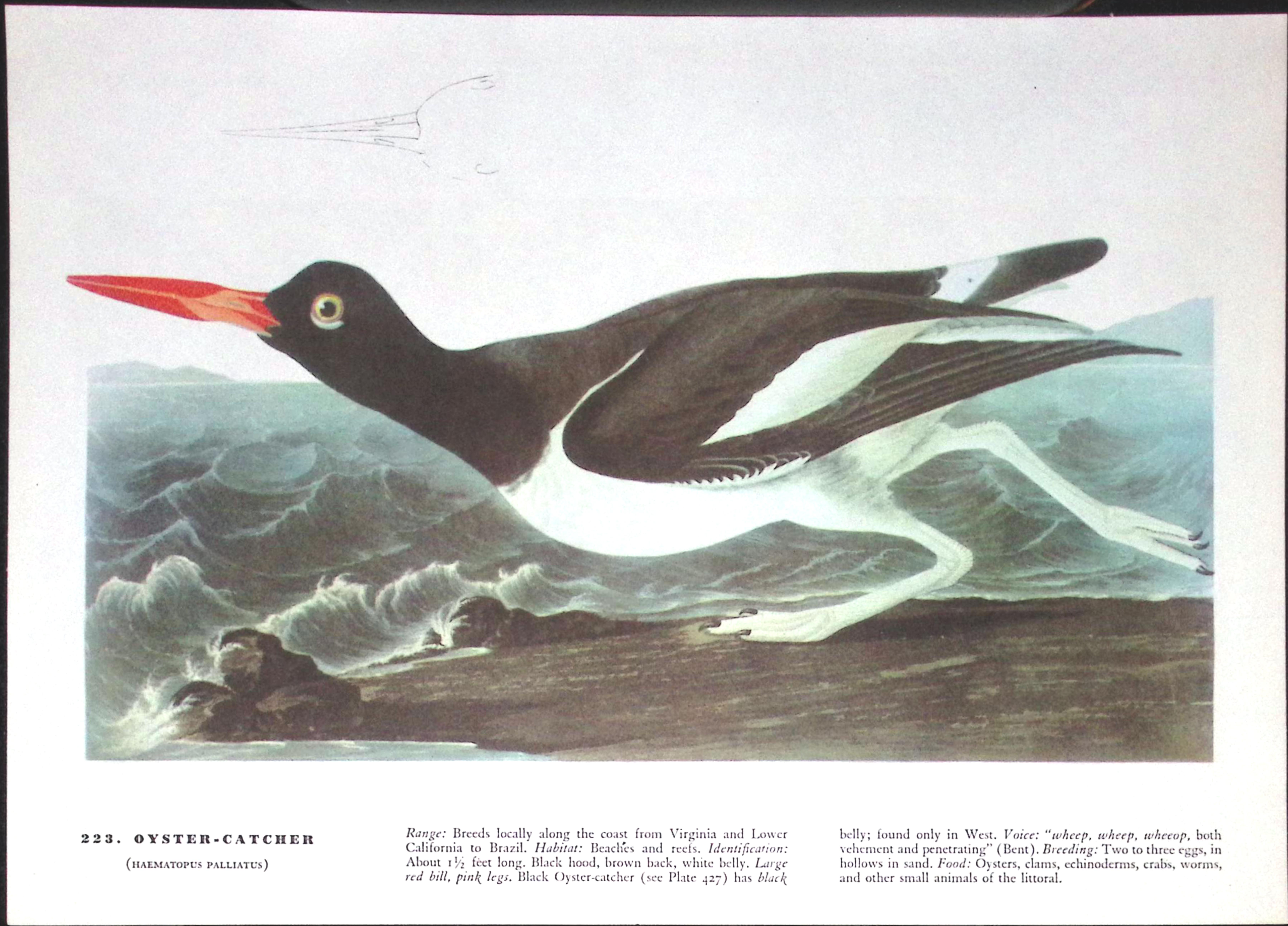 Job-Lot John James Audubon Birds of America 72-Year-Old Coloured Book Plates-32