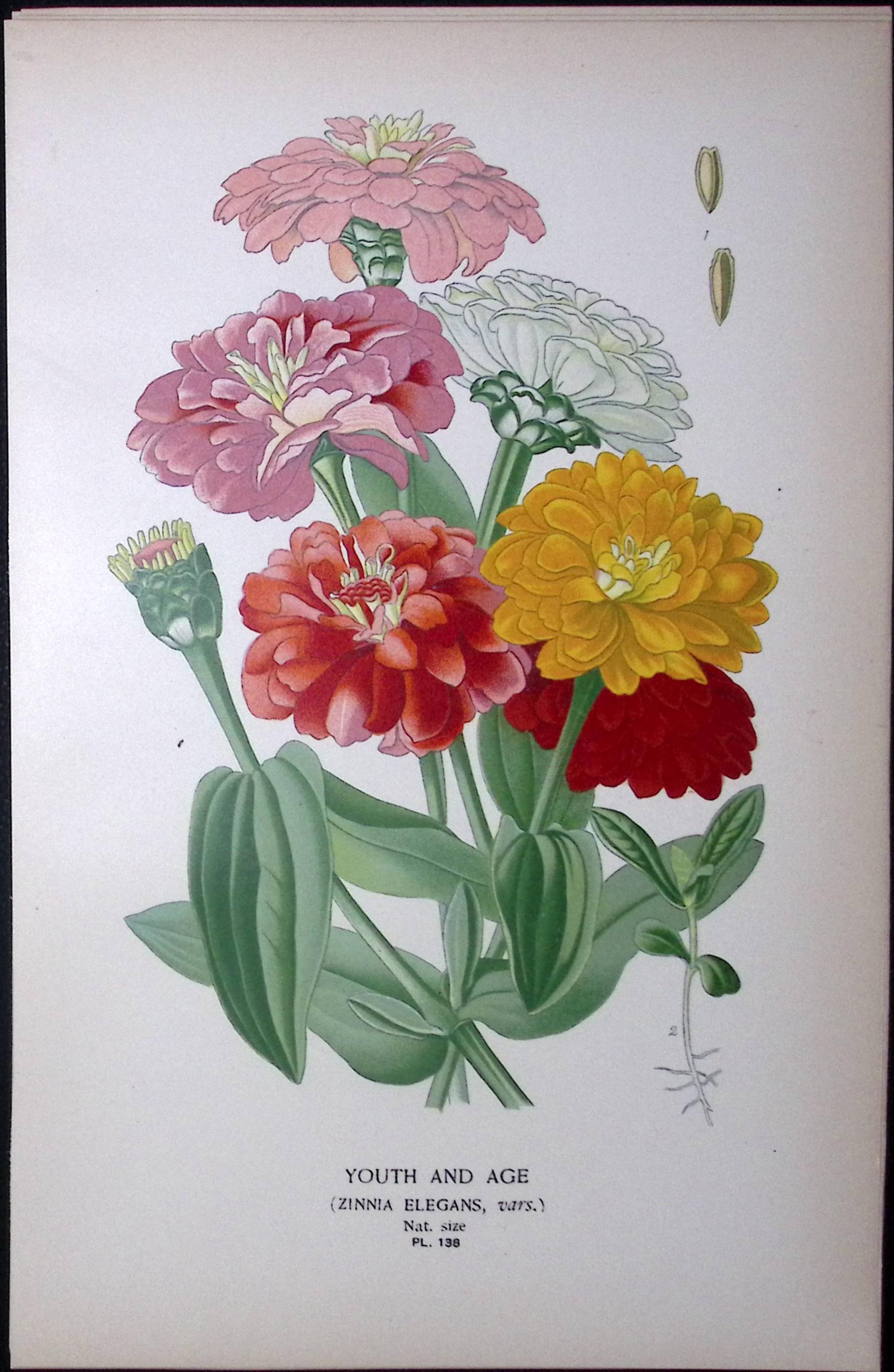 Youth And Age Flower Edward Step Rare Antique Botanical Book Plate-138