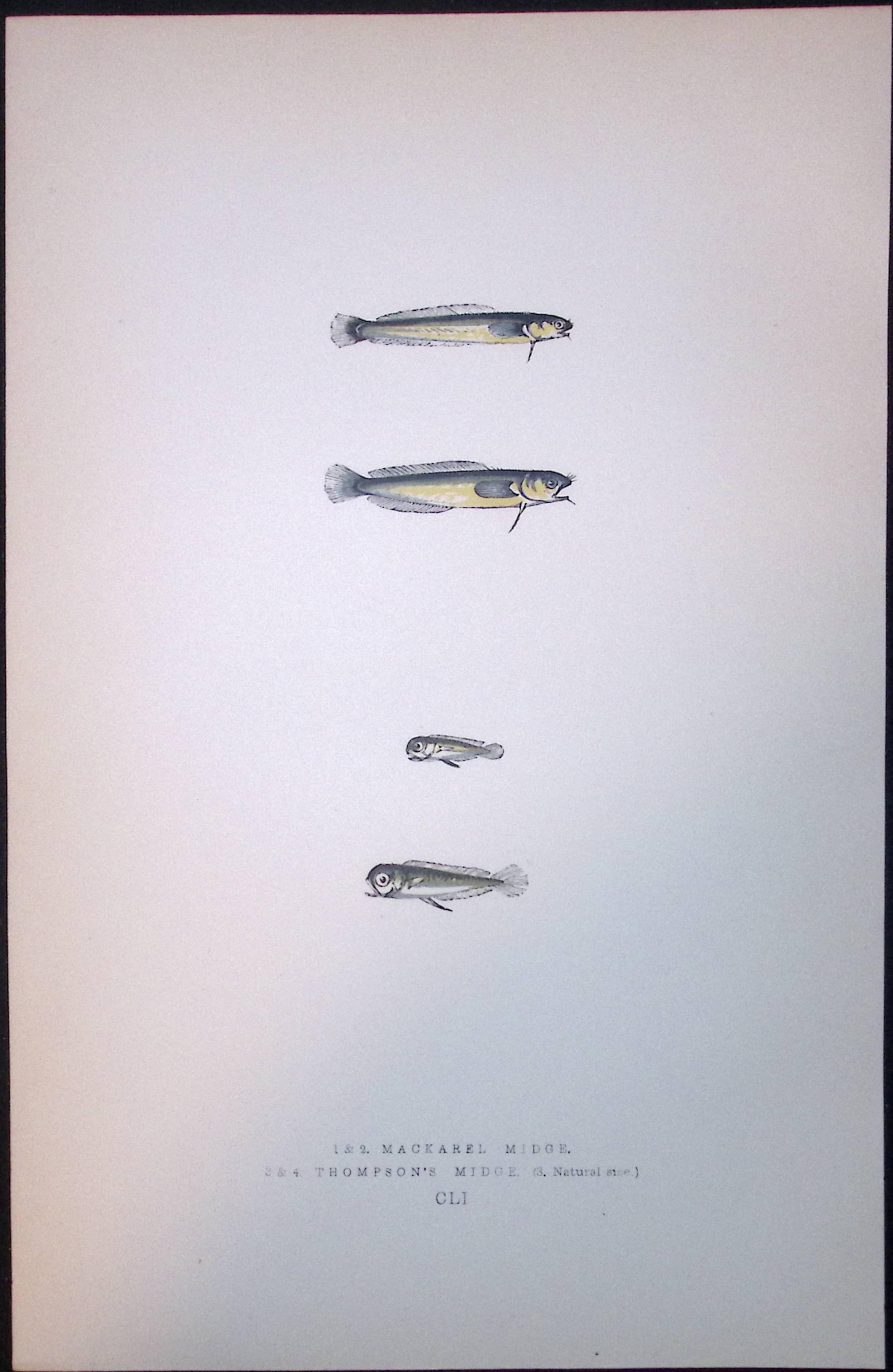 Thompson’s Midge Fish Scarce Antique 1877 J. Couch Woodblock Engraving-198