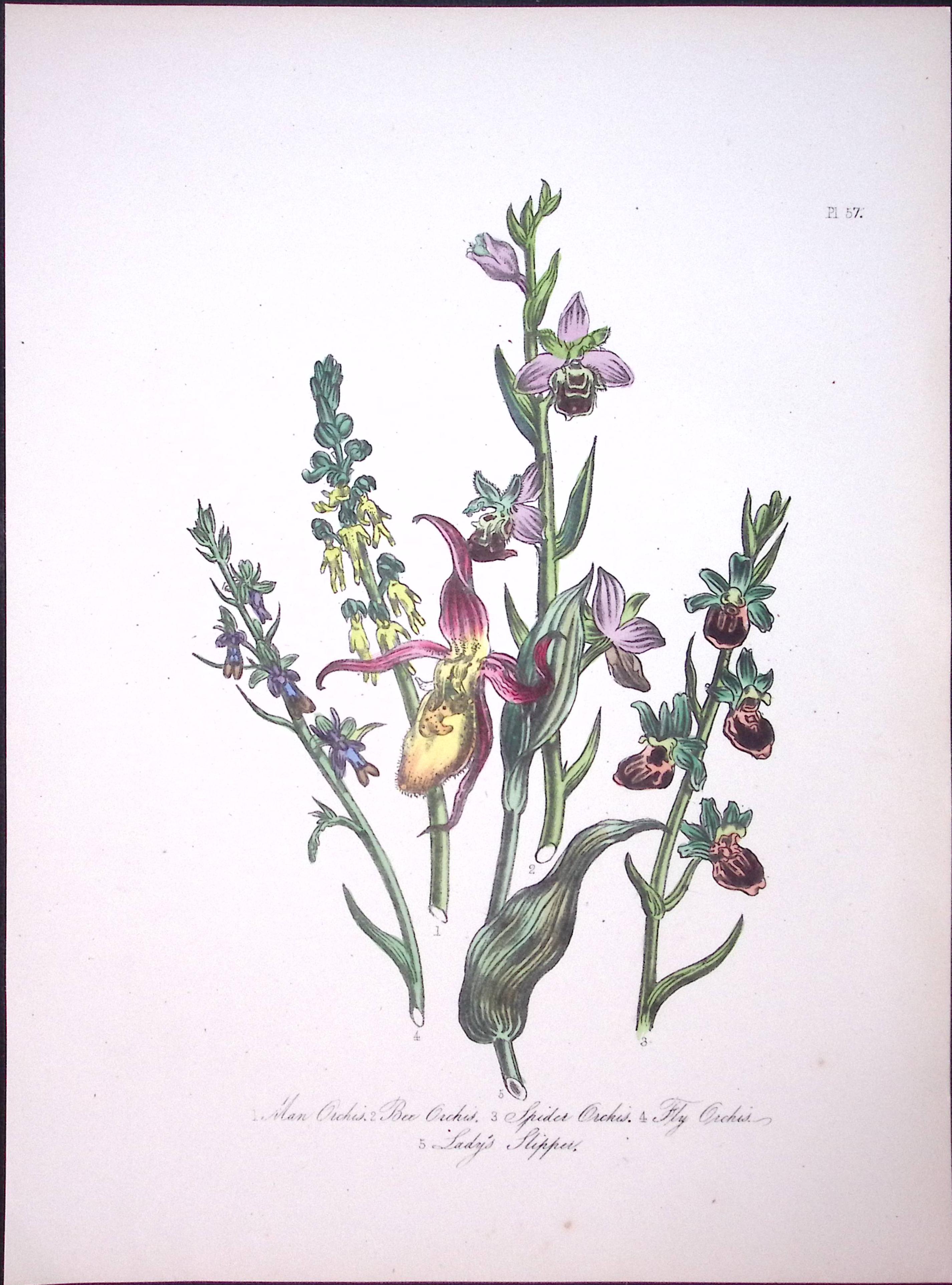 Rare 165-Yr-Old Antique Wildflower Gilt-Edged Illustration Jane Webb Loudon-57-A