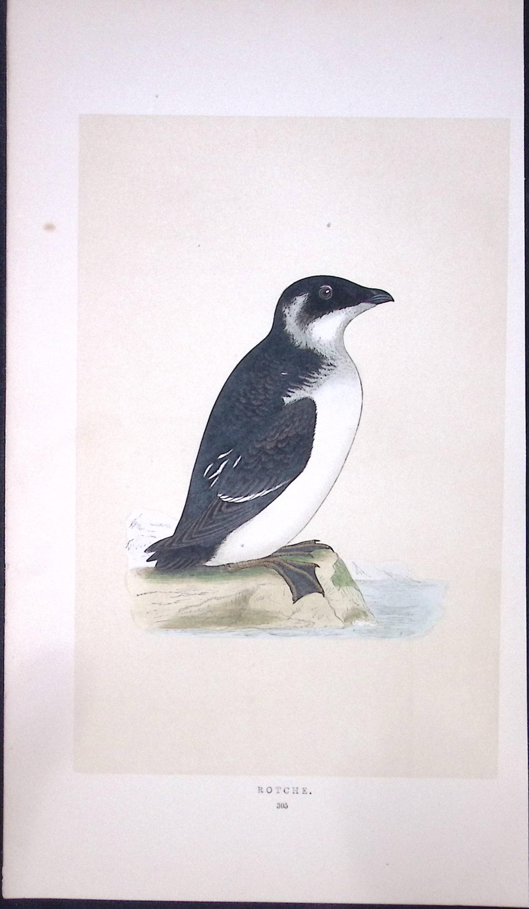Rotche Bird- Rev Morris First Edition Antique Woodblock Engraving-179
