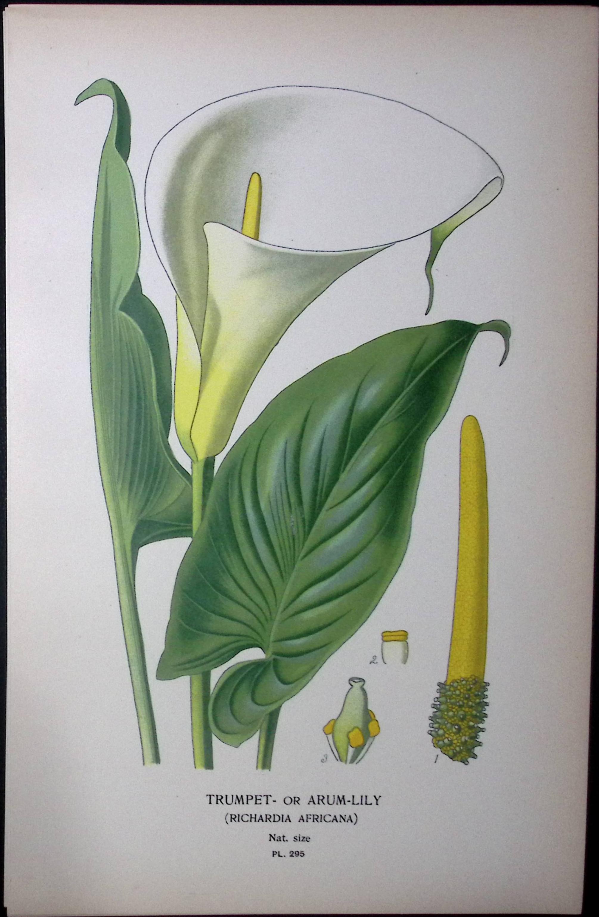 Trumpet or Arum-Lily Edward Step Rare Antique Botanical Book Plate-295