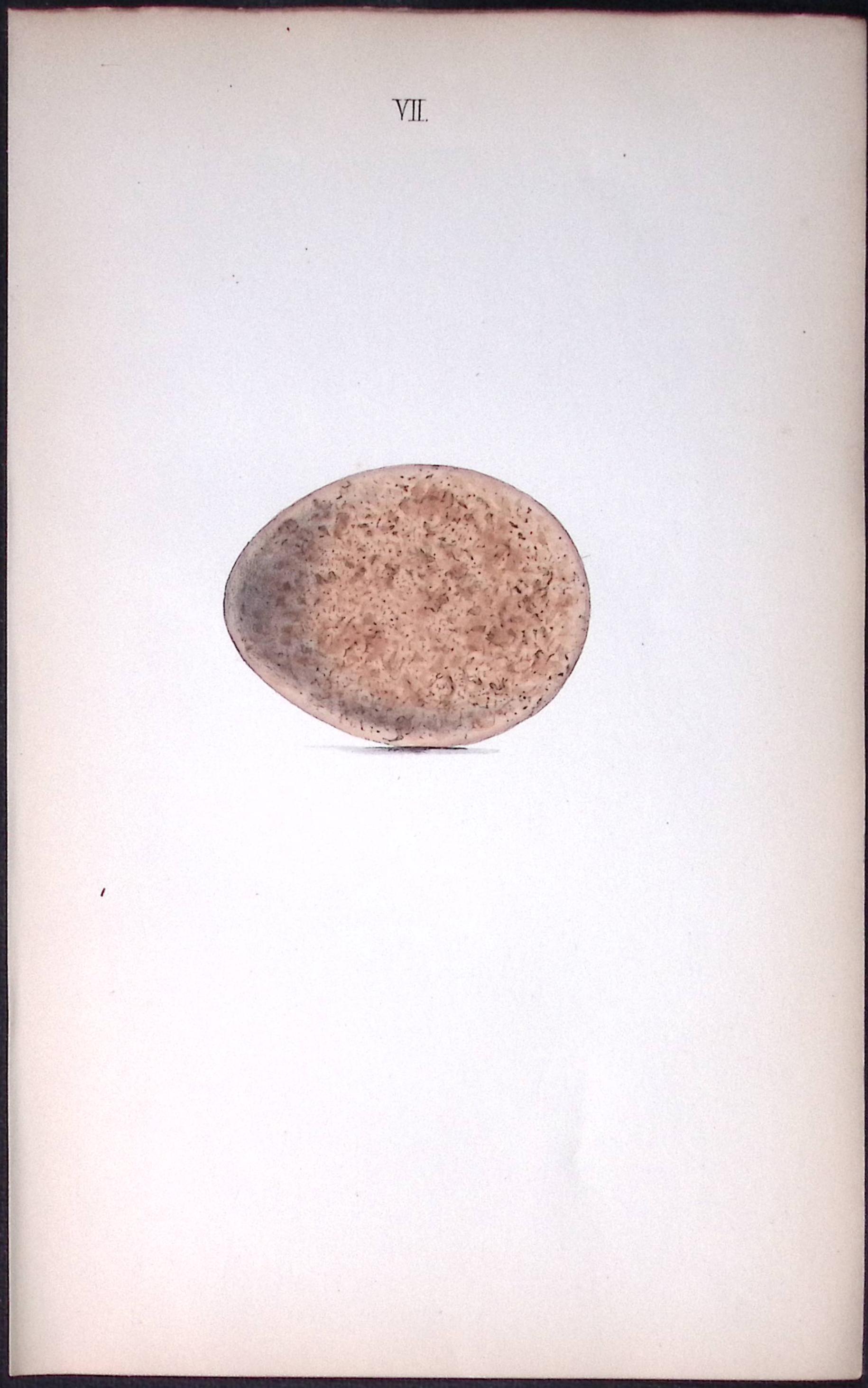 Iceland Falcon Hewitson Antique Nests & Eggs of British Birds Print-1