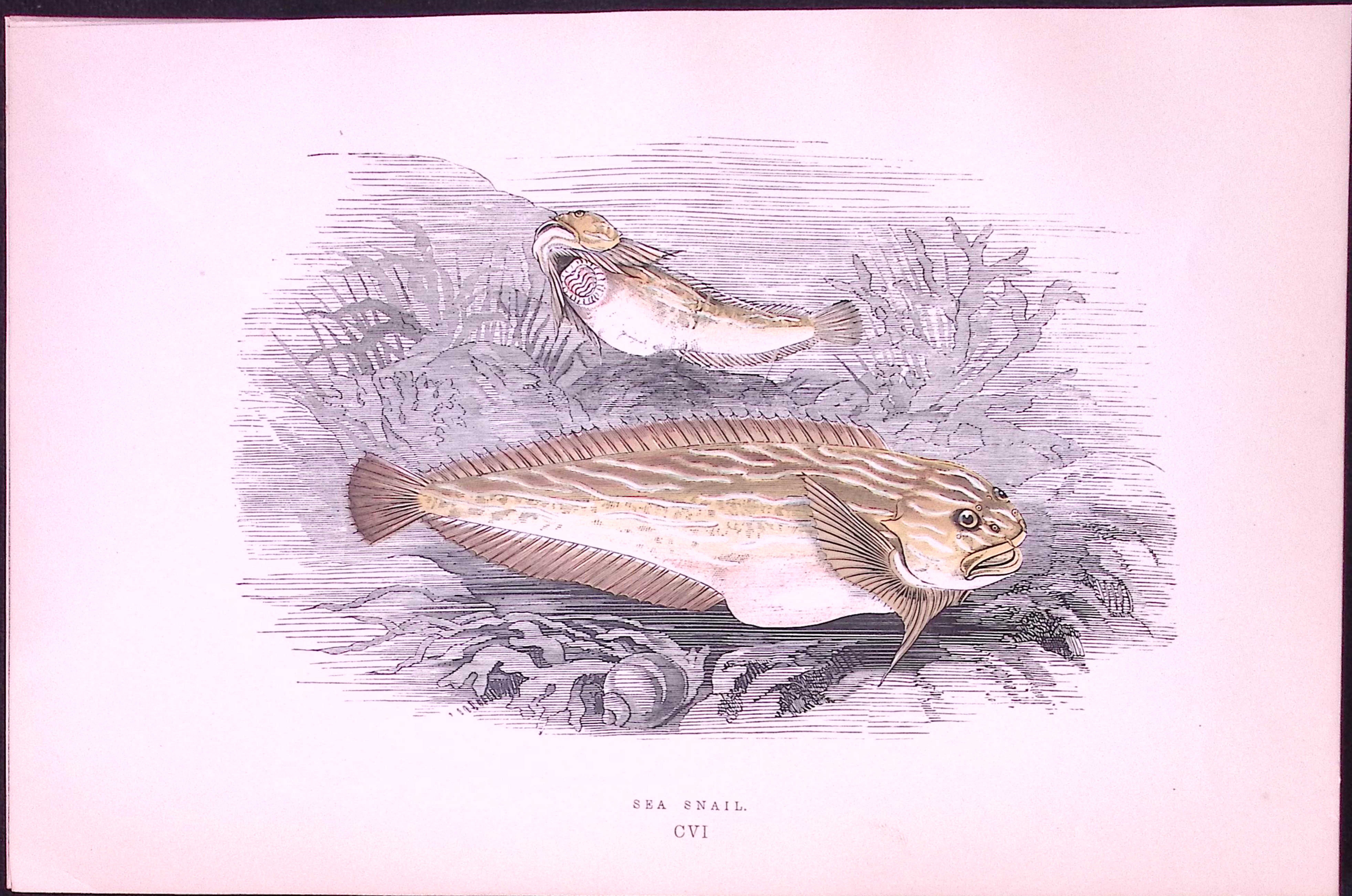 Sea Snail Fish Antique 1877 J. Couch Woodblock Scarce Engraving-237