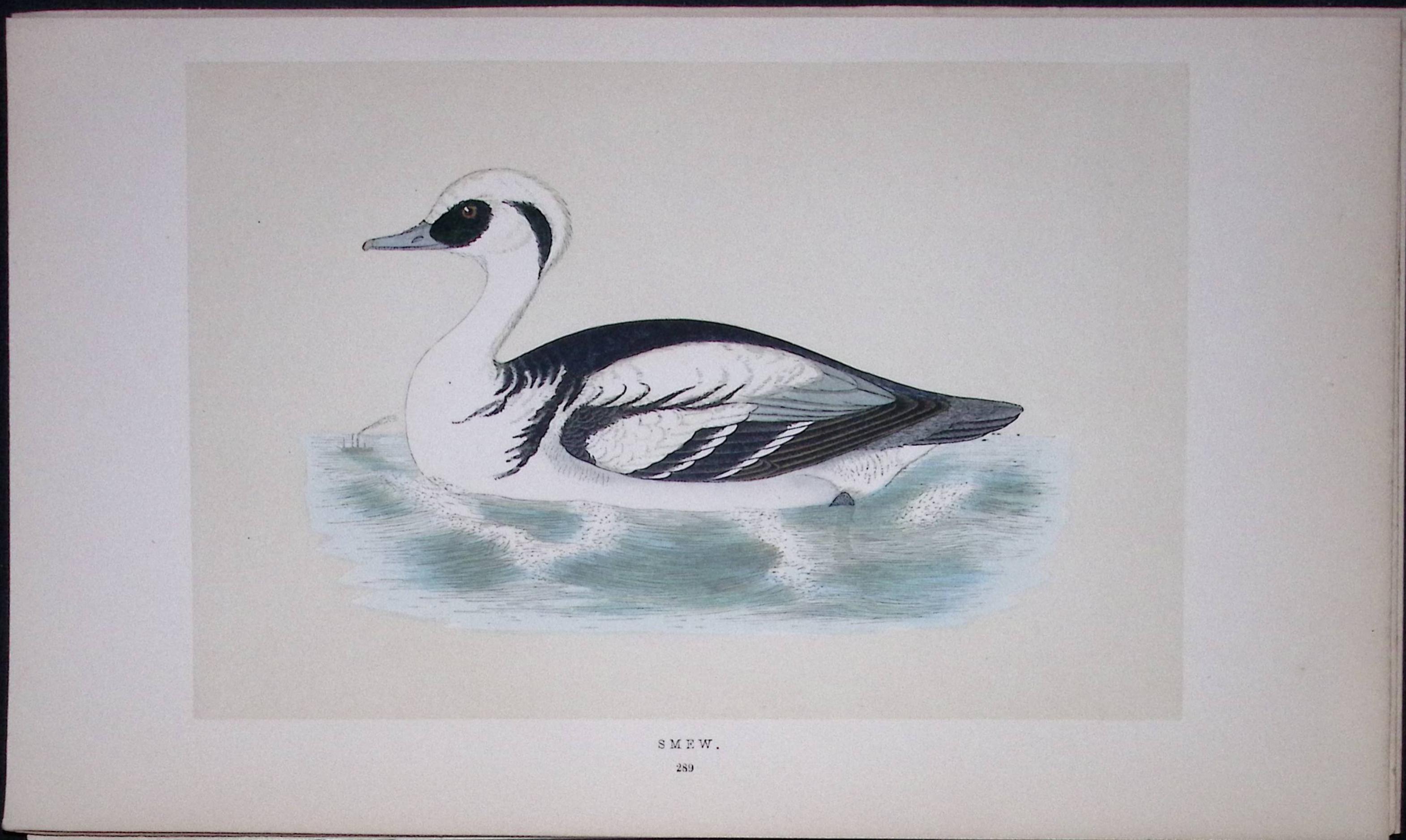 Smew Duck Bird- Rev Morris First Edition Antique Woodblock Engraving-108