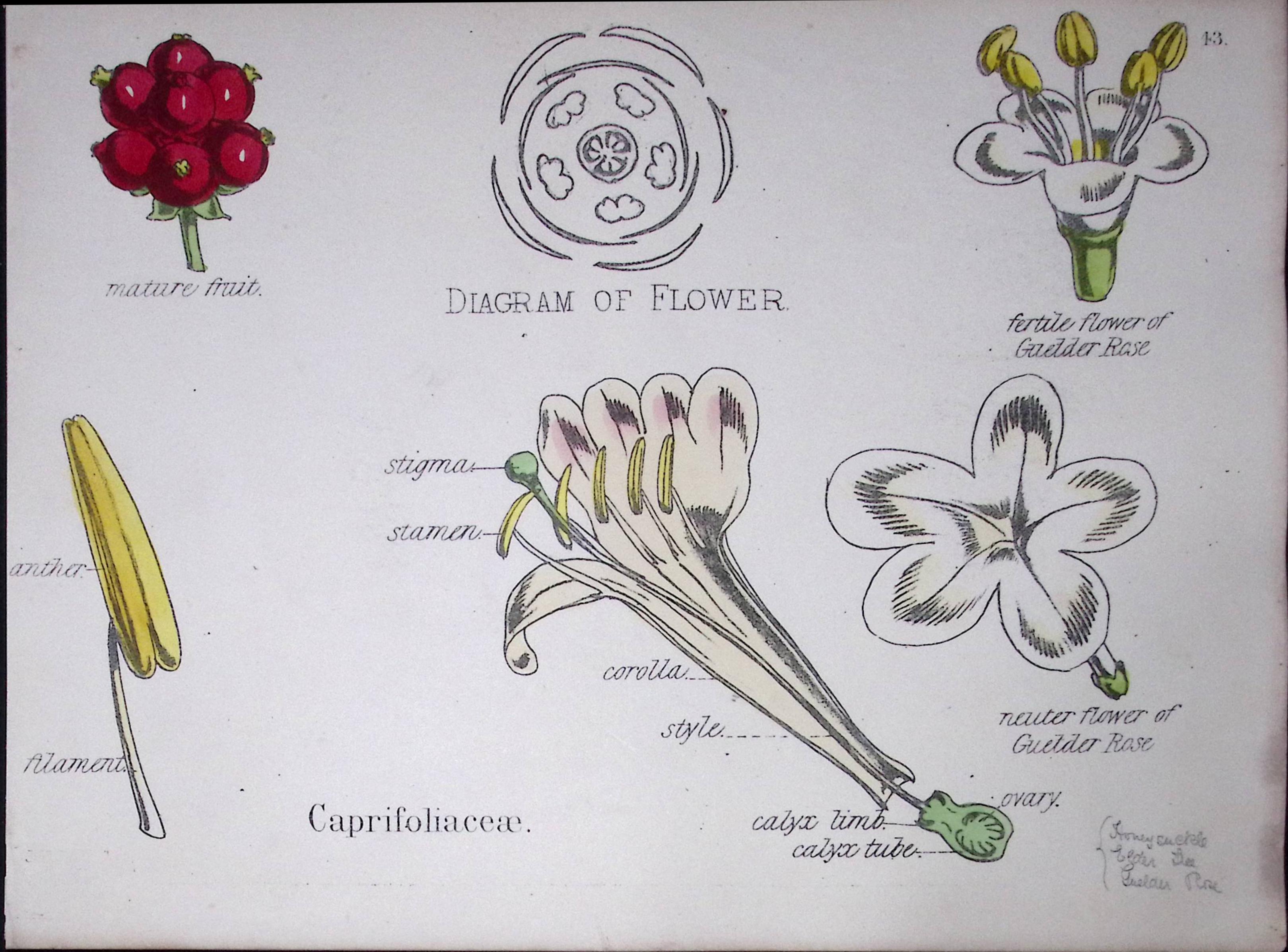 Honeysuckle Botanical Flower Diagram Rare Antique First Edition Illustration-43