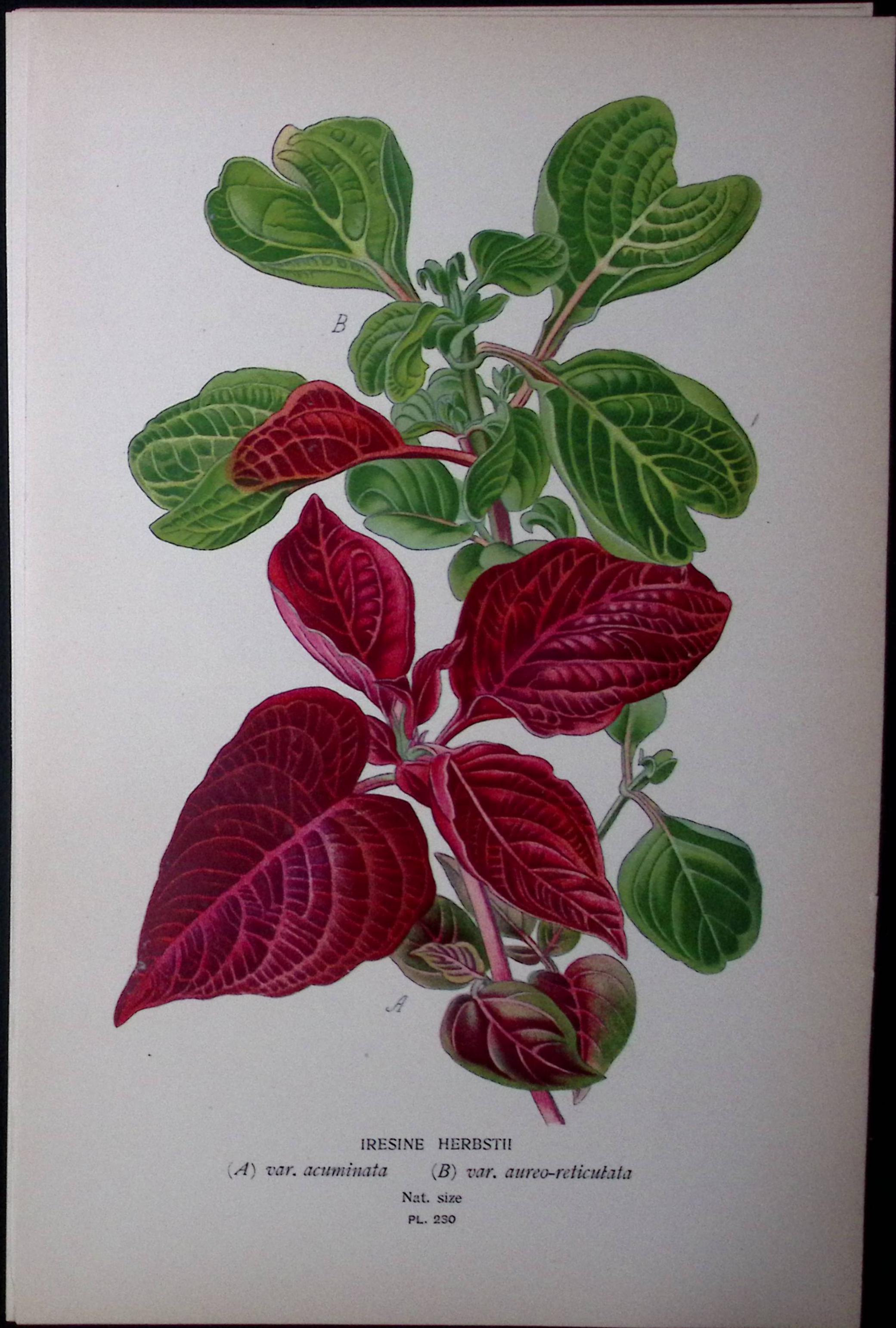 Beefsteak Plant Edward Step Rare Antique Botanical Book Plate-230