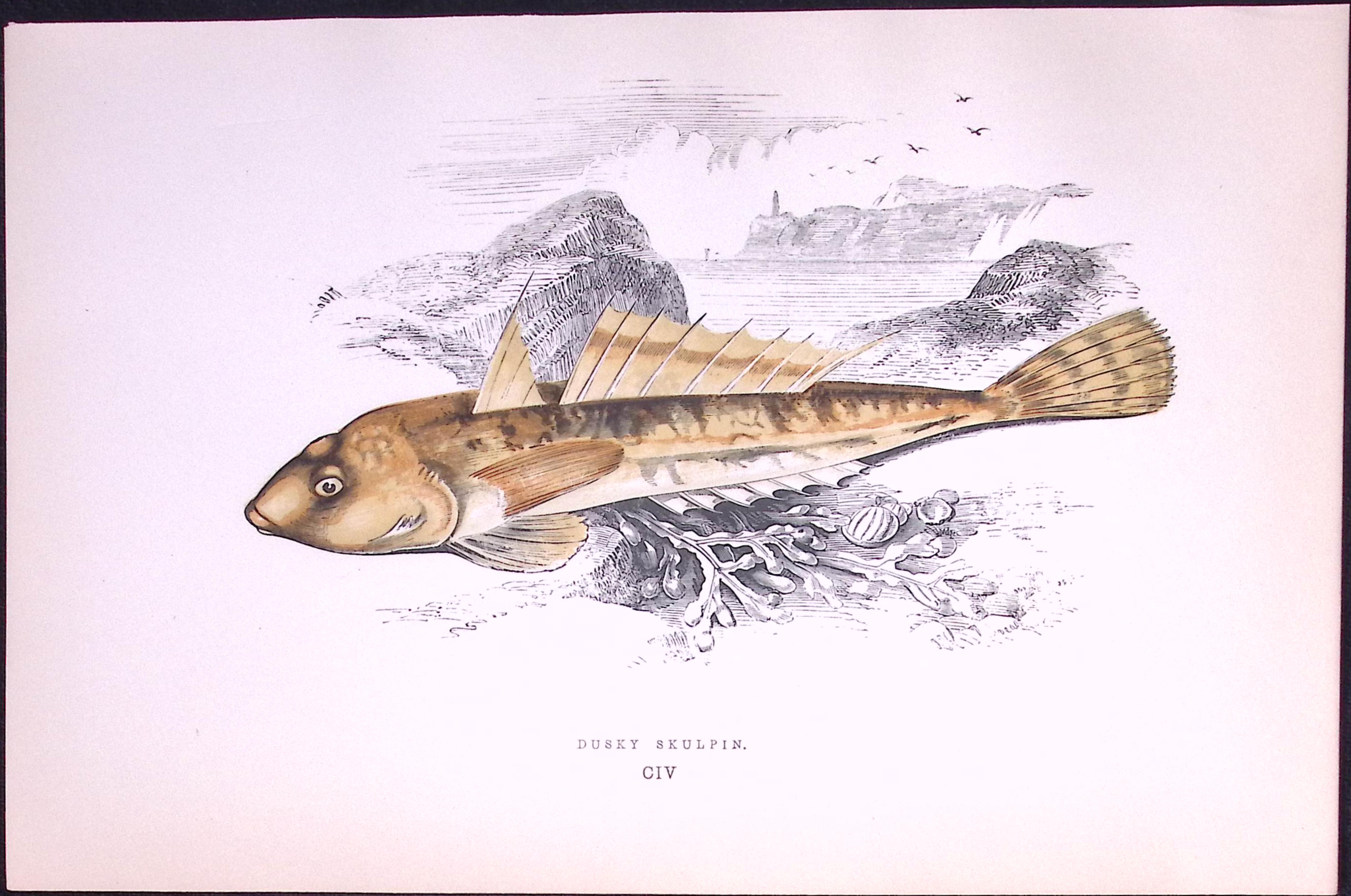 Dusky Skulpin Fish Antique 1877 J. Couch Woodblock Engraving-235
