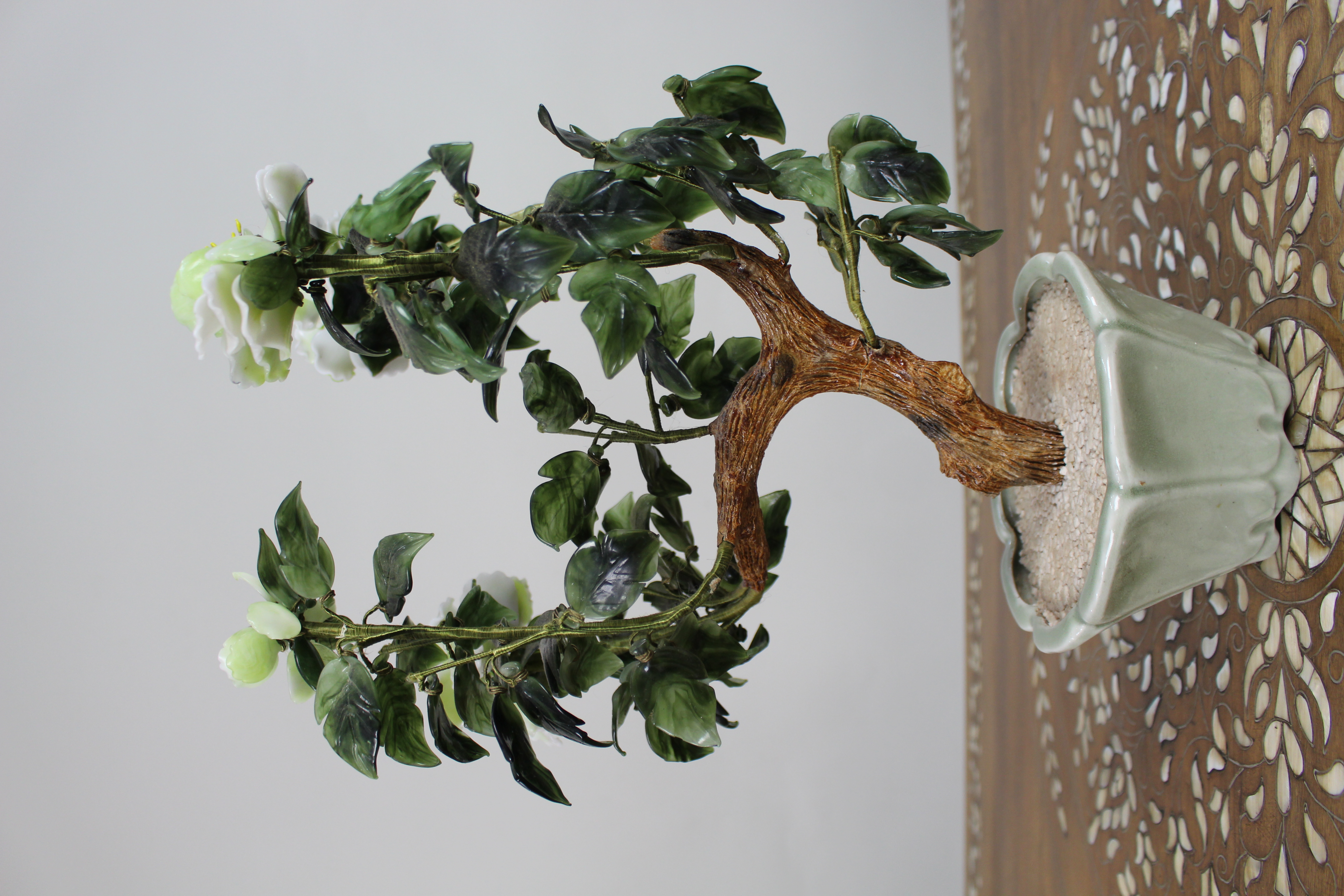 Jade Bonsai Plant