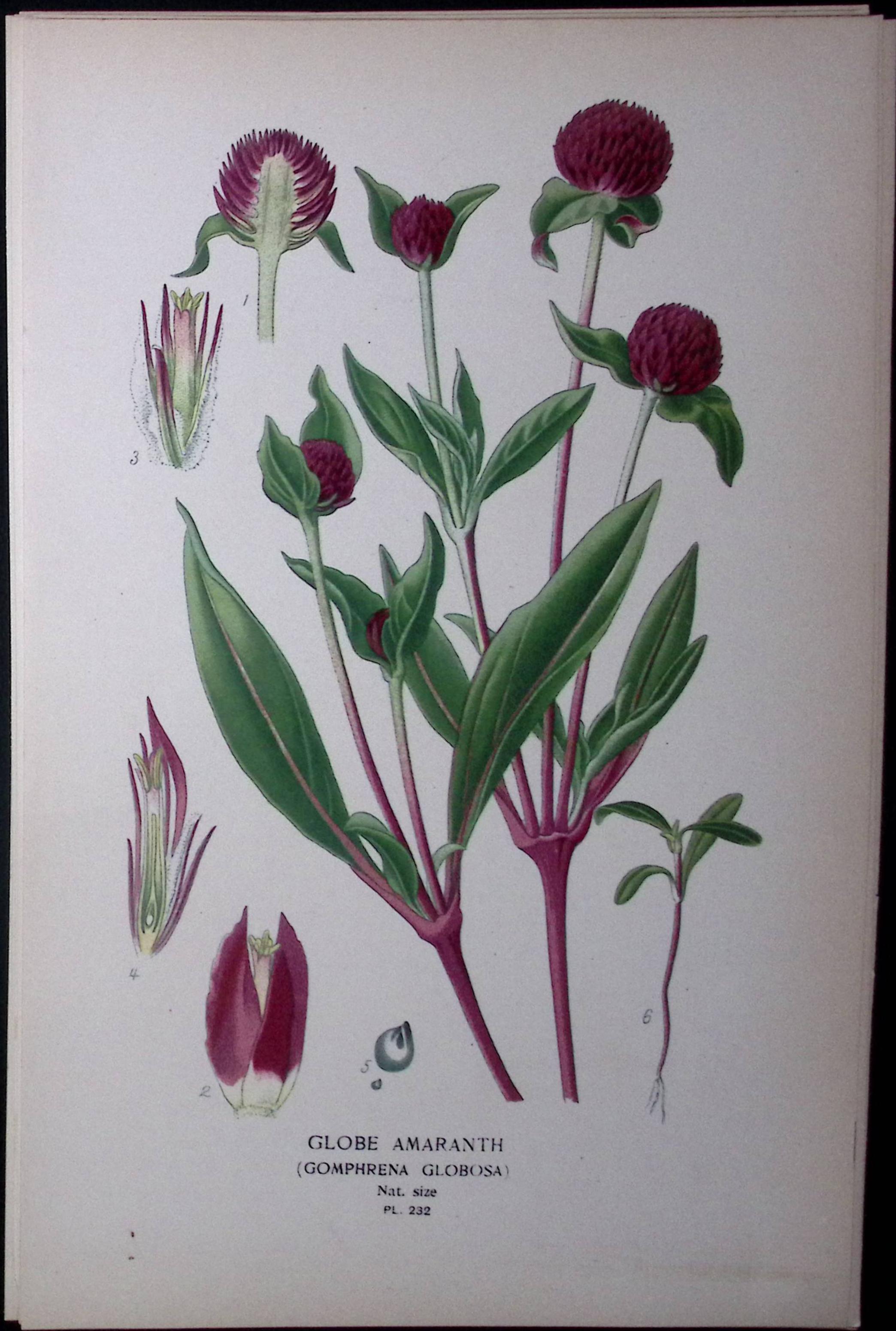 Globe Amaranth Edward Step Rare Antique Botanical Book Plate-232