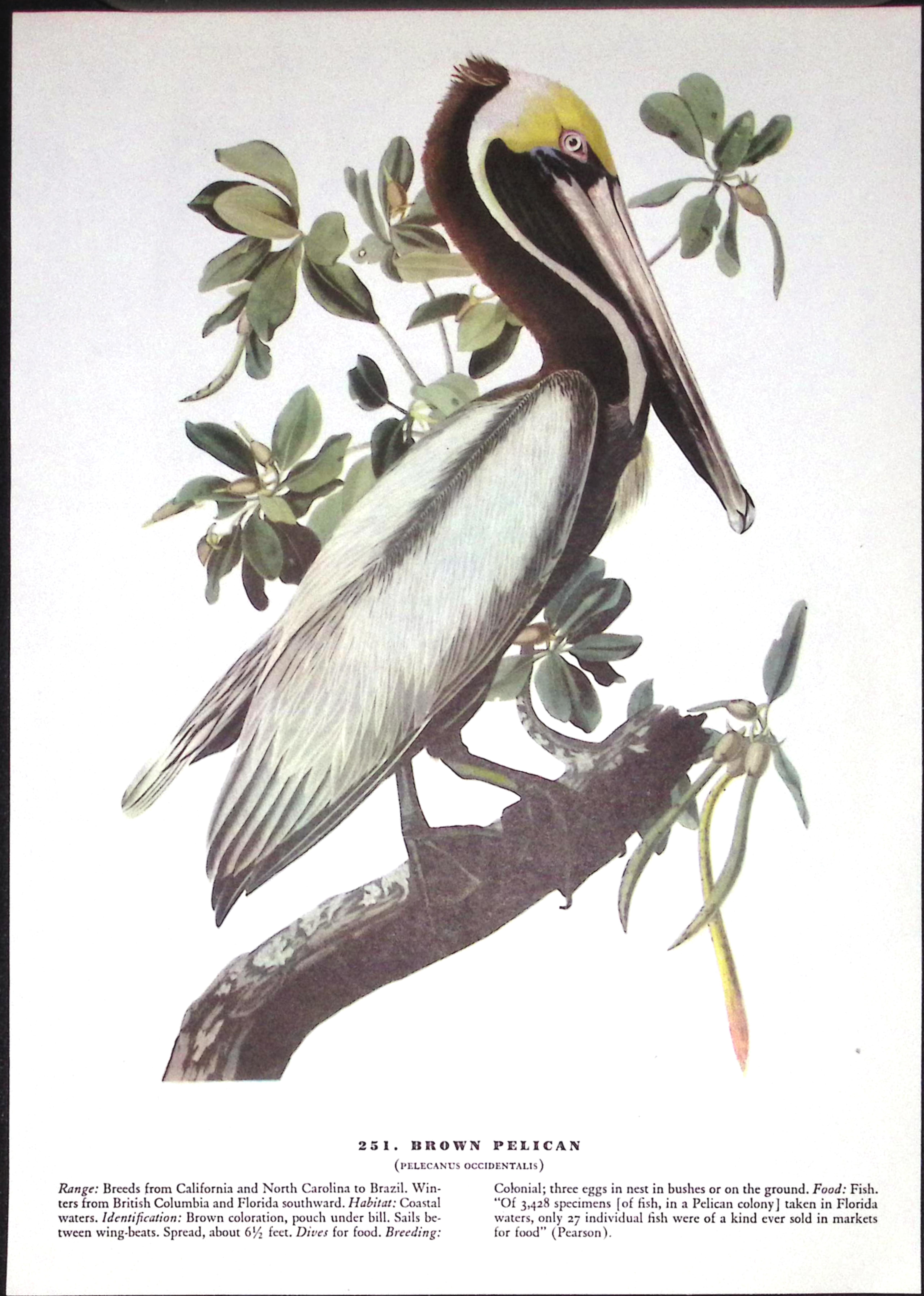 Job-Lot John James Audubon Birds of America 72-Year-Old Coloured Book Plates-21