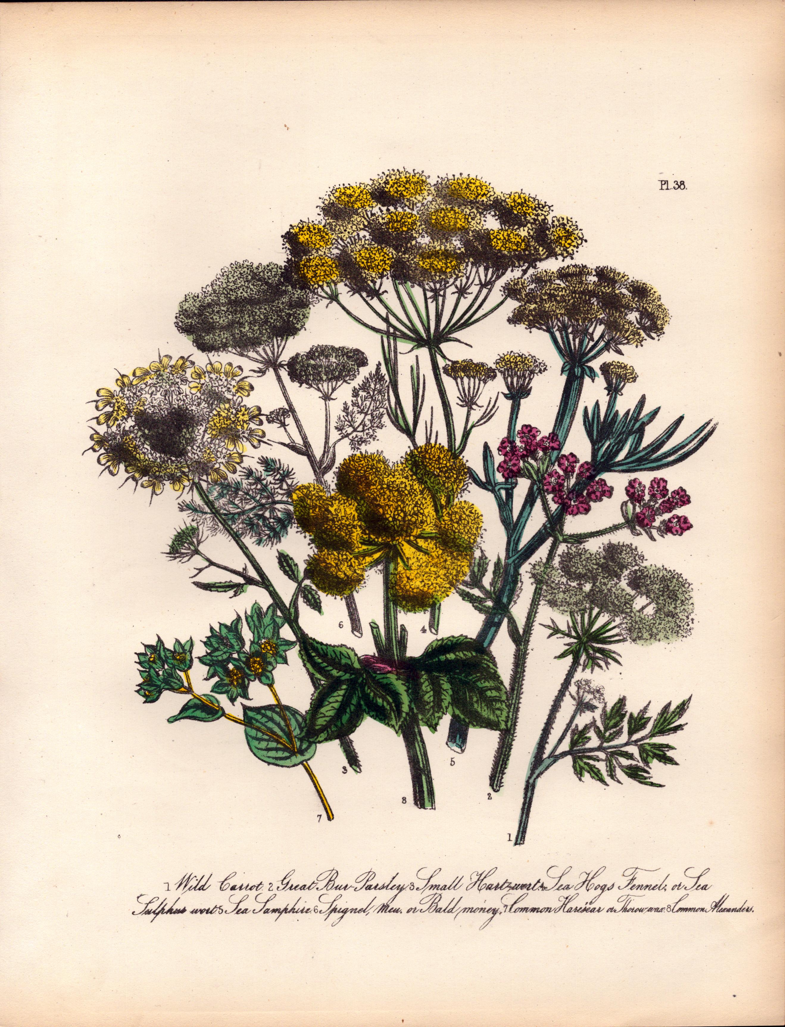 Rare 165-Yr-Old Antique Wildflower Gilt-Edged Illustration Jane Webb Loudon-38.