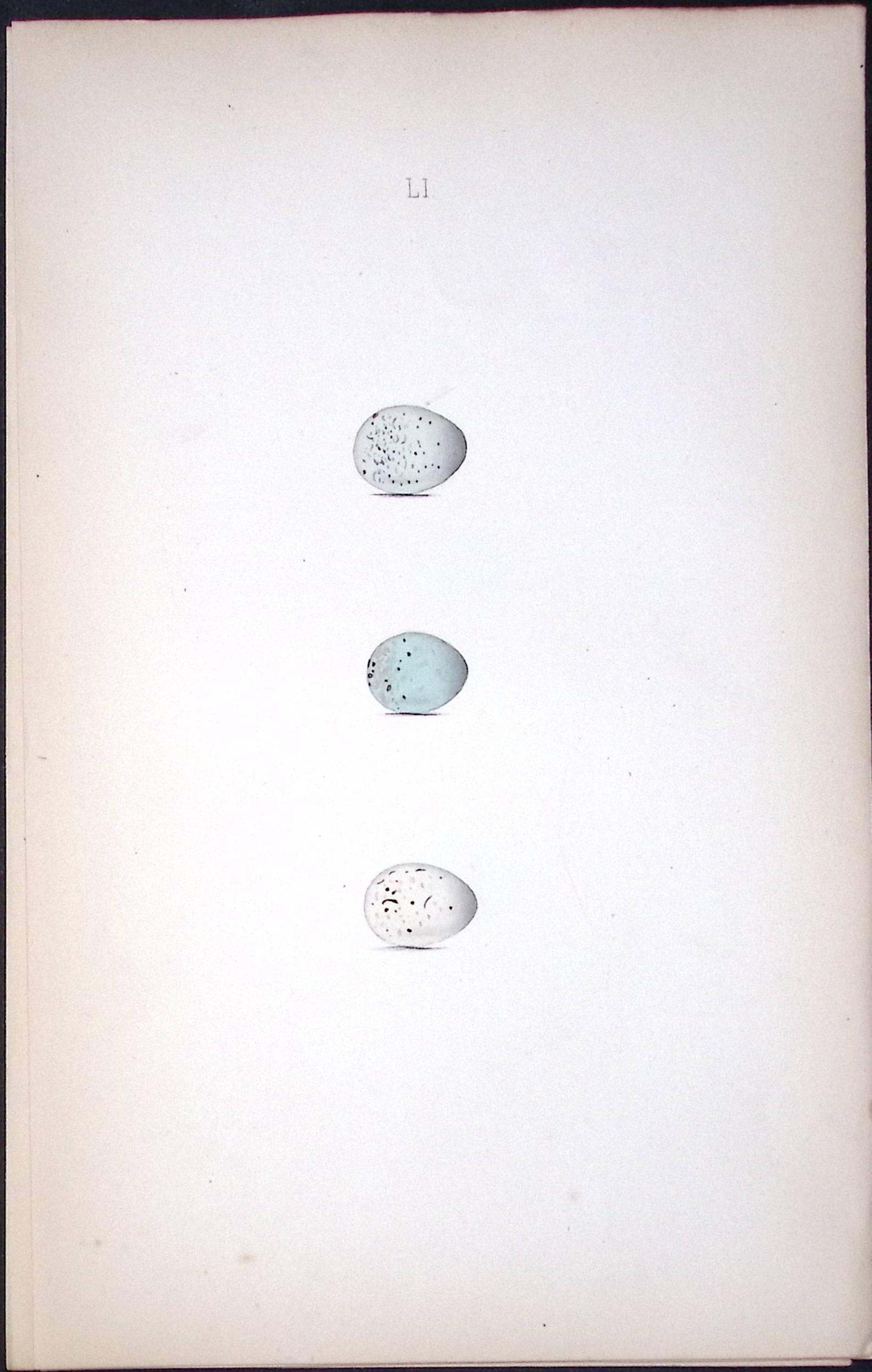 Common Linnet Species William Hewitson Antique Nests & Eggs of British Birds Print-63
