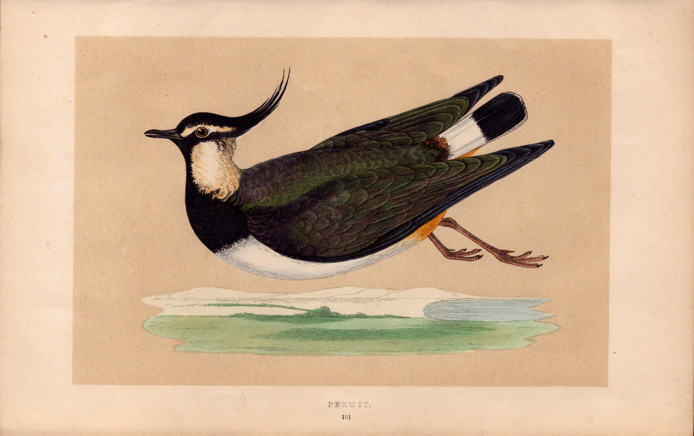 Peewit Rev Morris Antique History of British Birds Engraving.