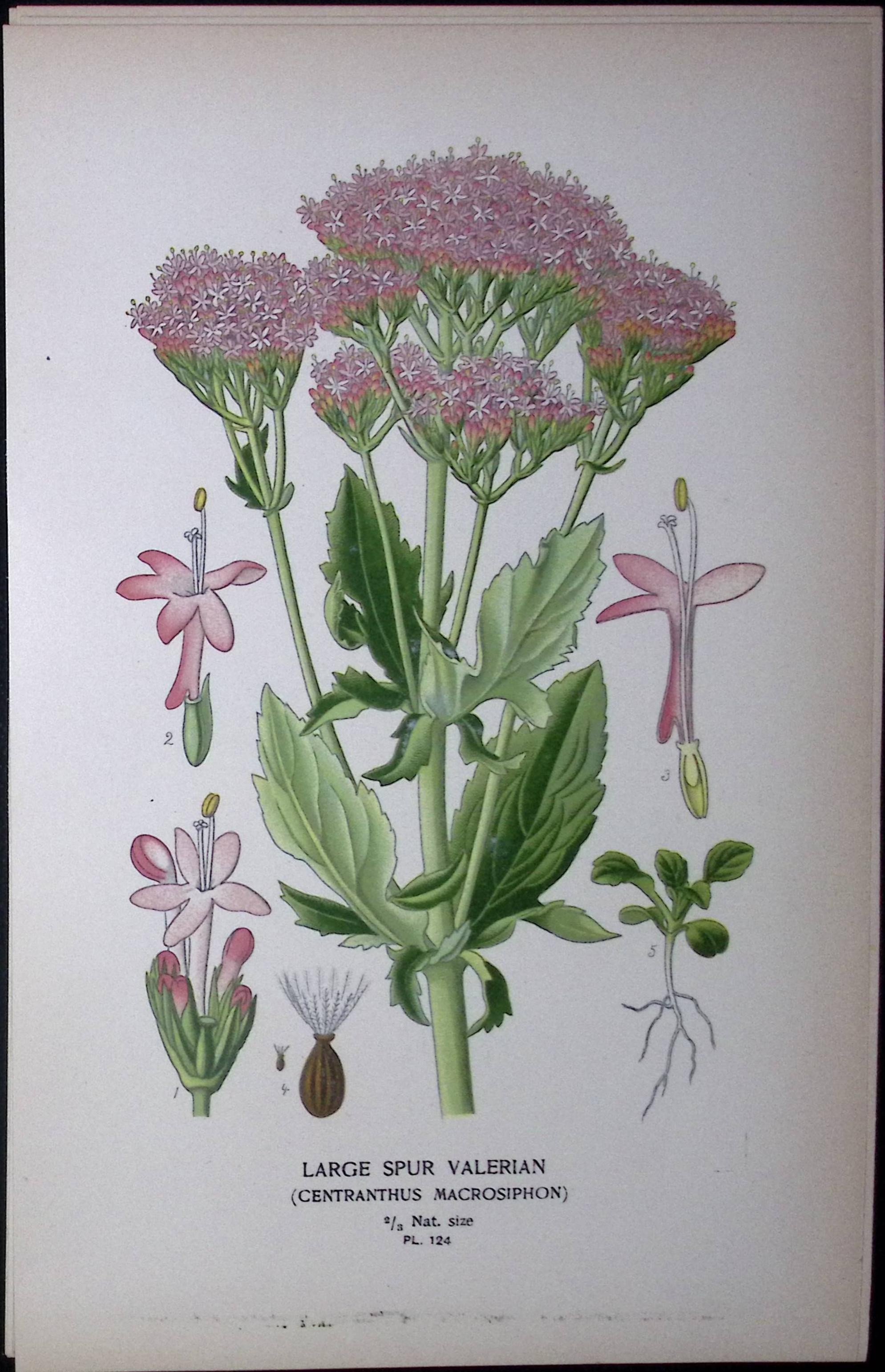 Large Spur Valerian Edward Step Rare Antique Botanical Book Plate-124