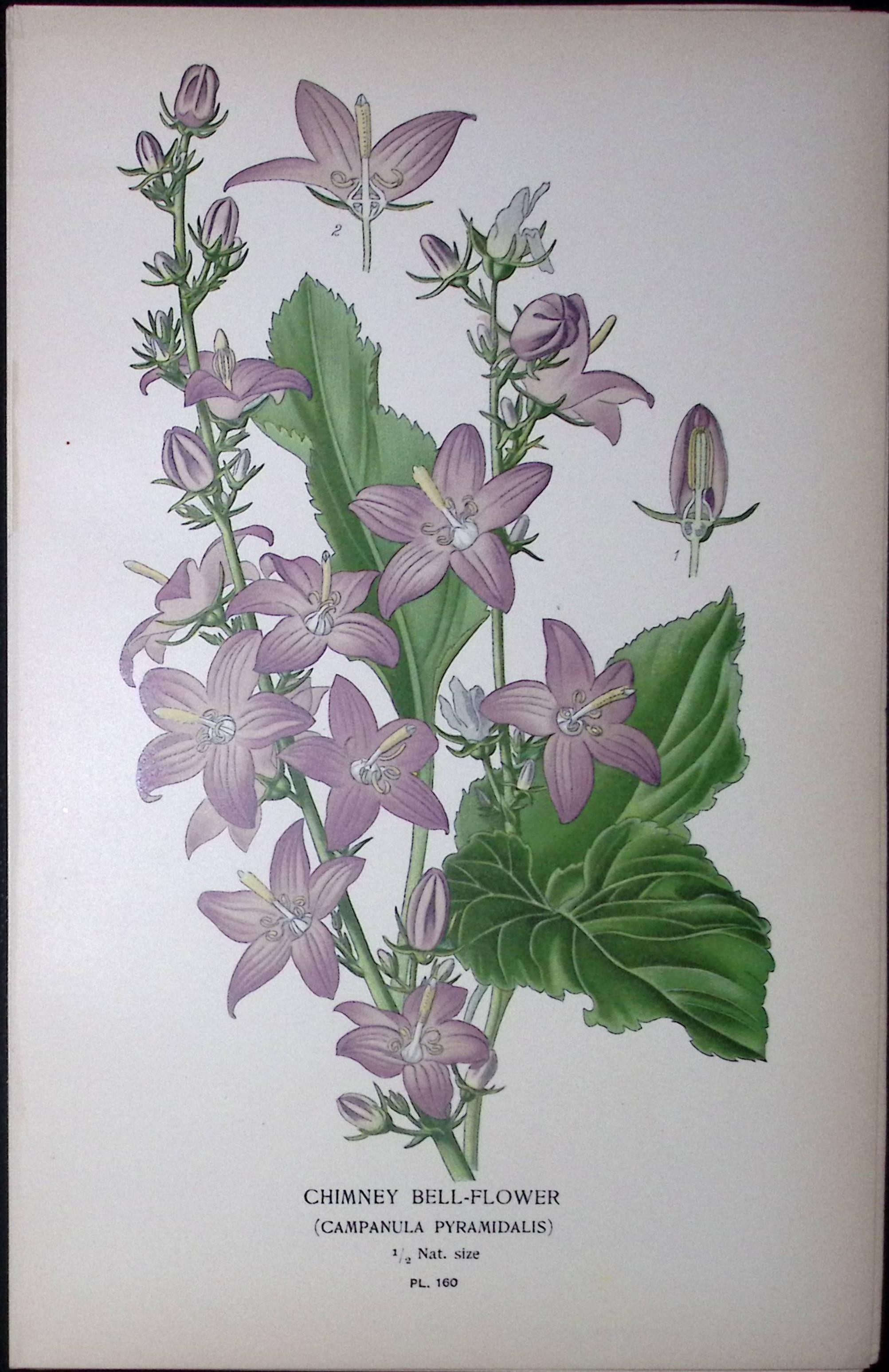Chimney Bell-Flower Edward Step Rare Antique Botanical Book Plate-160