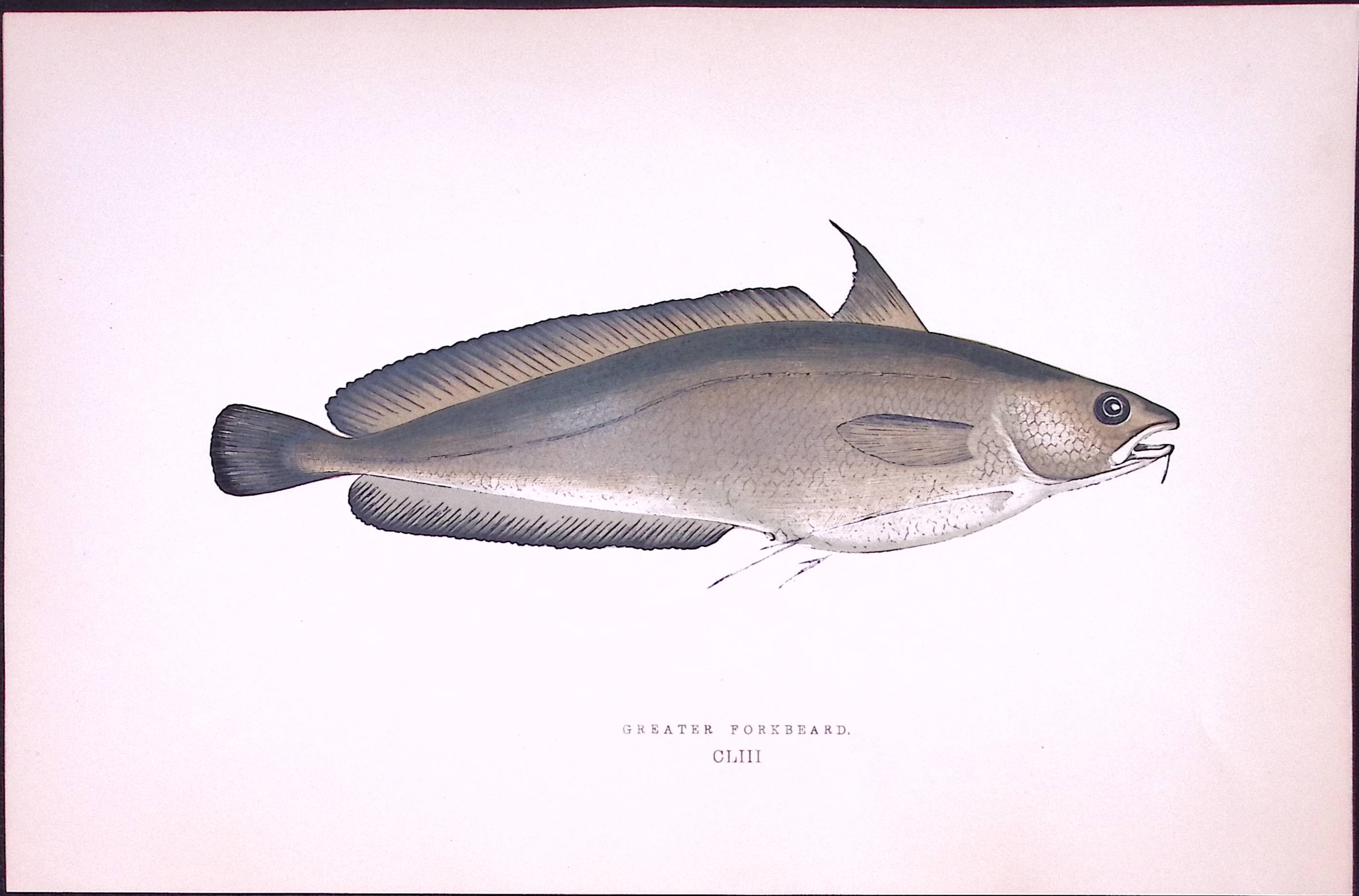 Greater Forkbeard Fish Scarce Antique 1877 J. Couch Woodblock Engraving-78